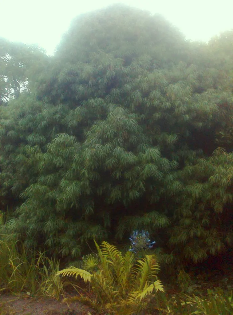 Long- Leafed Yellowwood (Podocarpus Henkelii) — The dark green leaves can grow up to 4 inches long and are arranged in a spiral pattern