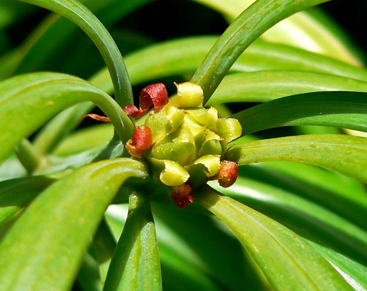 Long- Leafed Yellowwood (Podocarpus Henkelii) — scientifically known as Podocarpus henkelii; low-maintenance South African native is ideal for screening and as