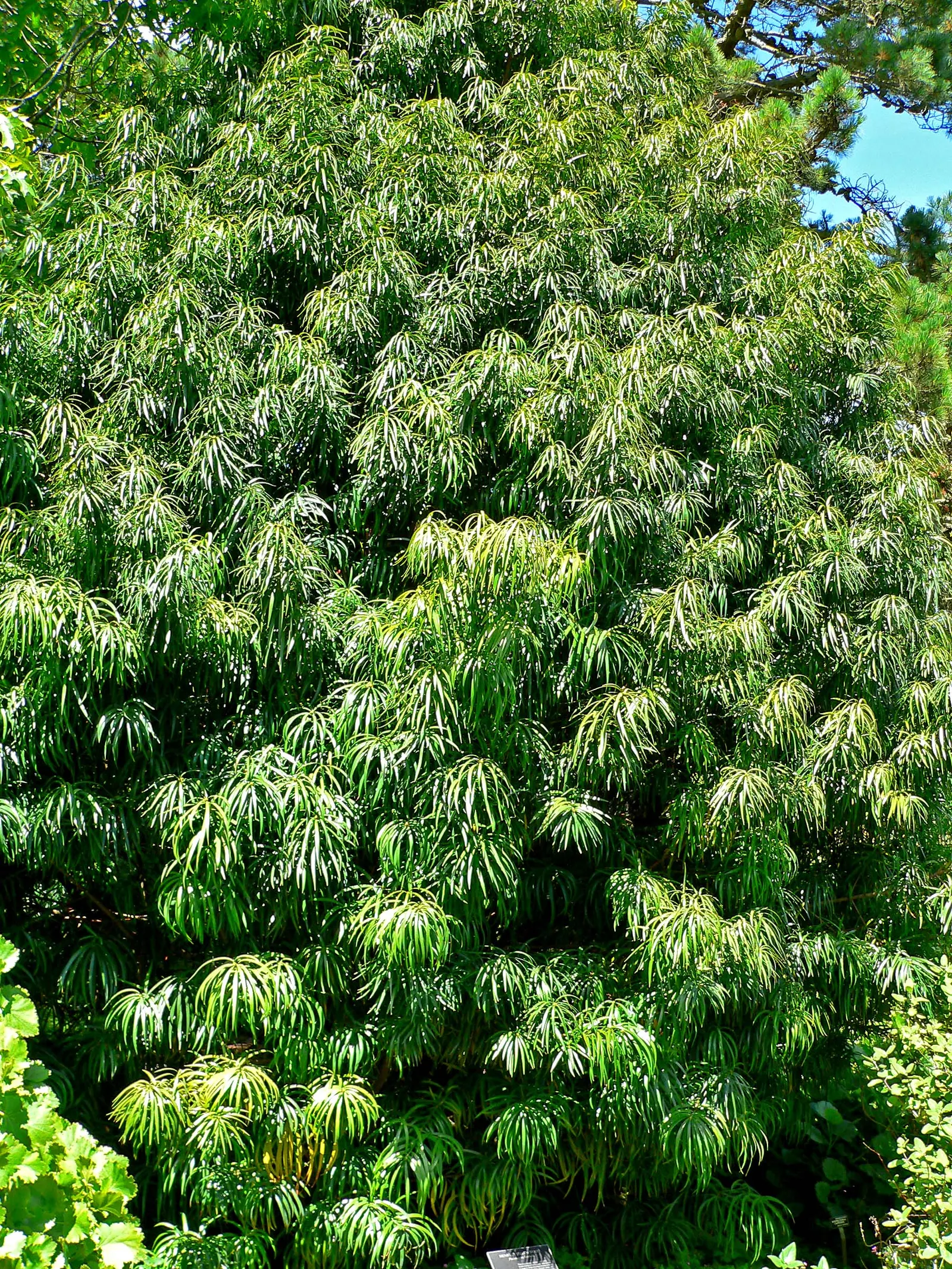 Long- Leafed Yellowwood (Podocarpus Henkelii) — Often chosen for its graceful form and lush foliage, it serves as a focal point in many landscape designs; and