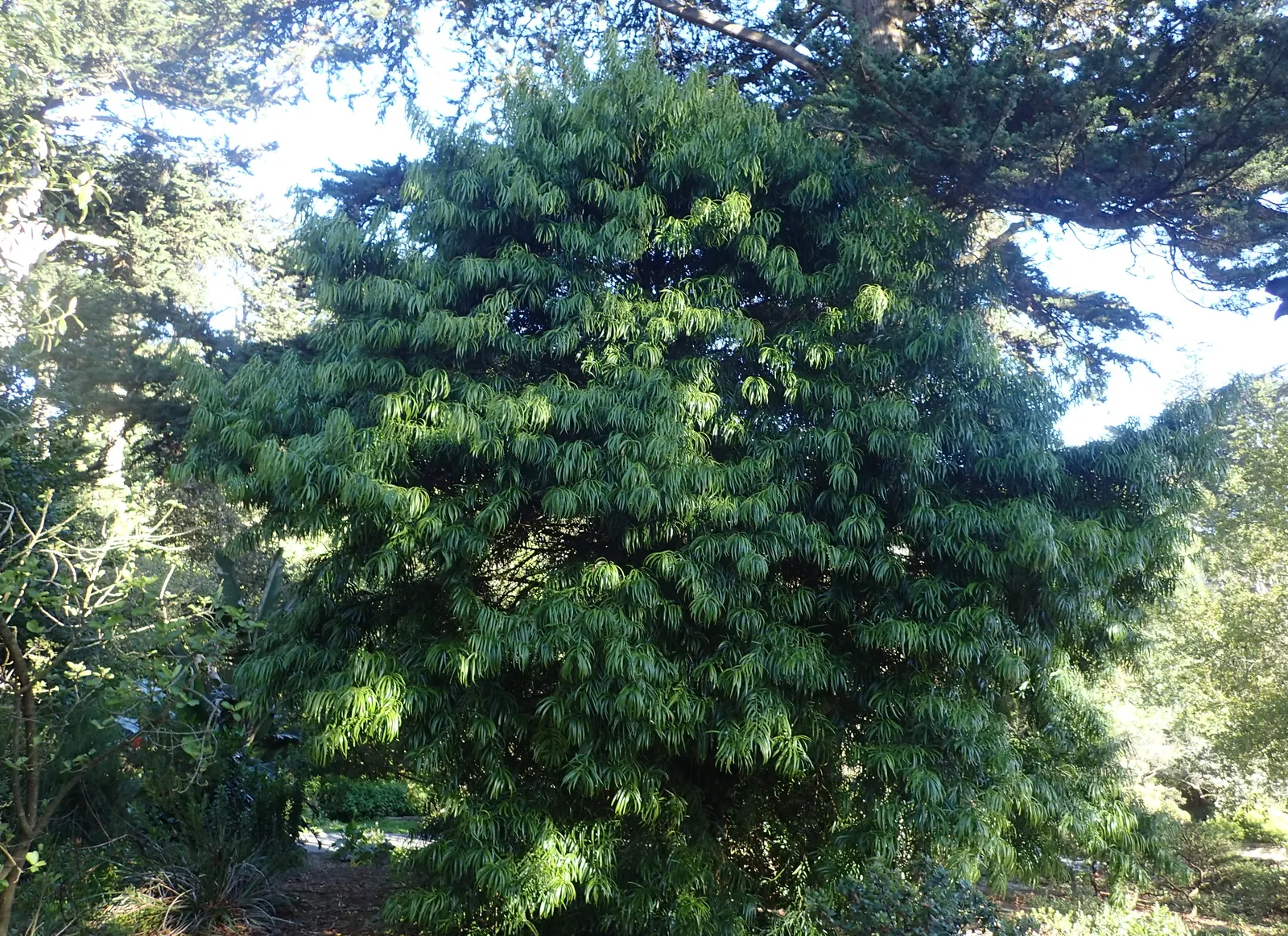Long- Leafed Yellowwood (Podocarpus Henkelii) — The Yellowwood is relatively slow-growing