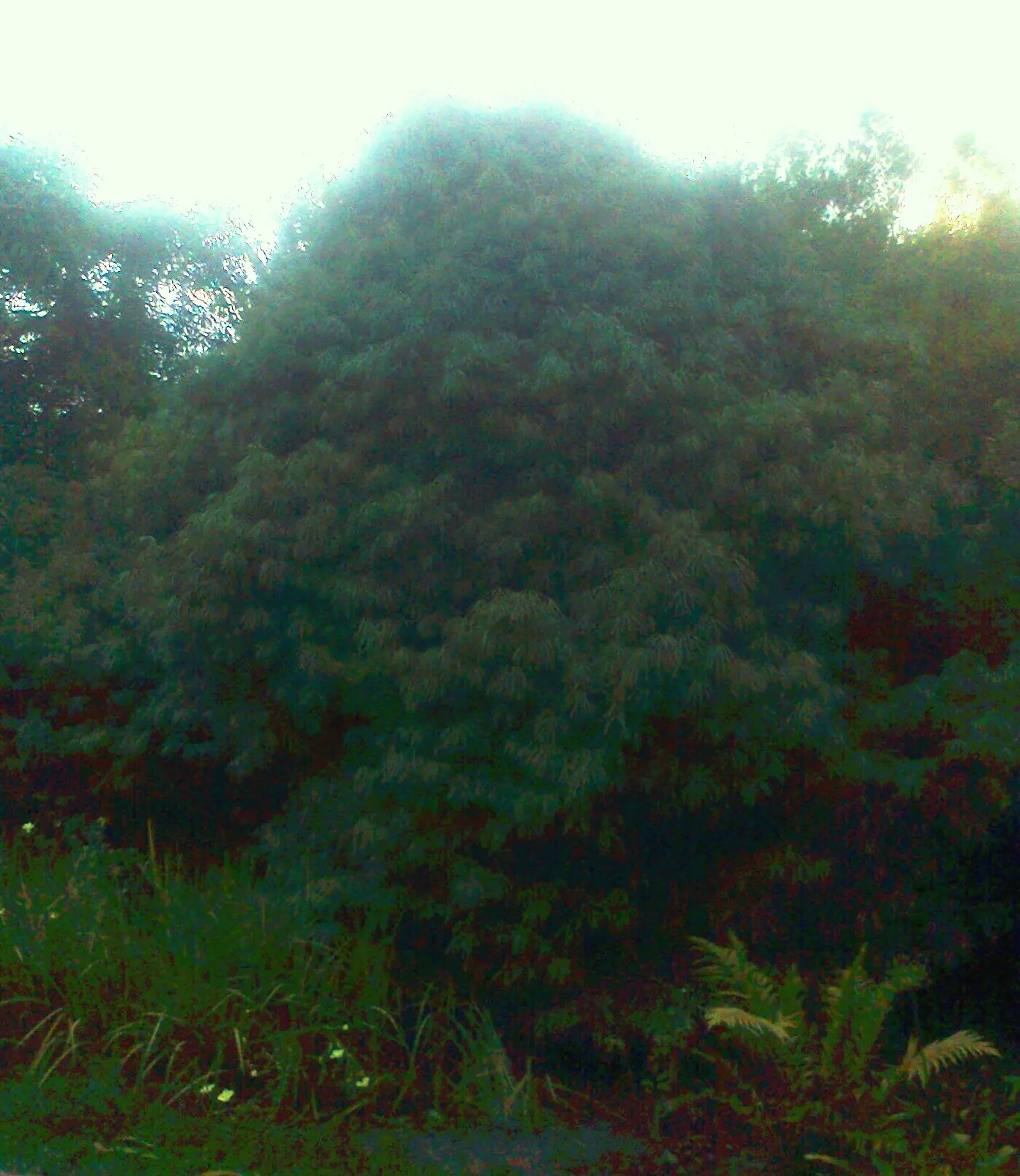 Long- Leafed Yellowwood (Podocarpus Henkelii) — Often chosen for its graceful form and lush foliage, it serves as a focal point in many landscape designs