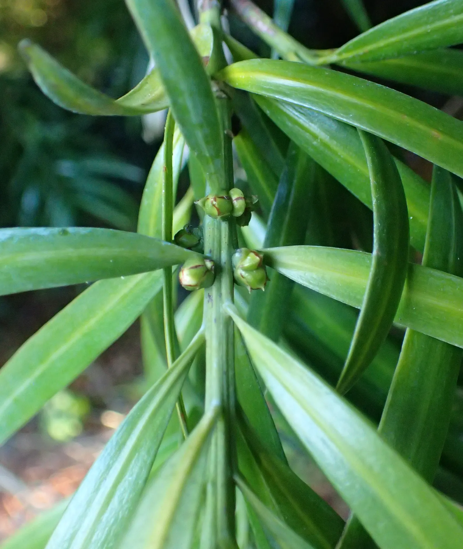 Long- Leafed Yellowwood (Podocarpus Henkelii) — is an elegant and striking conifer native to South Africa