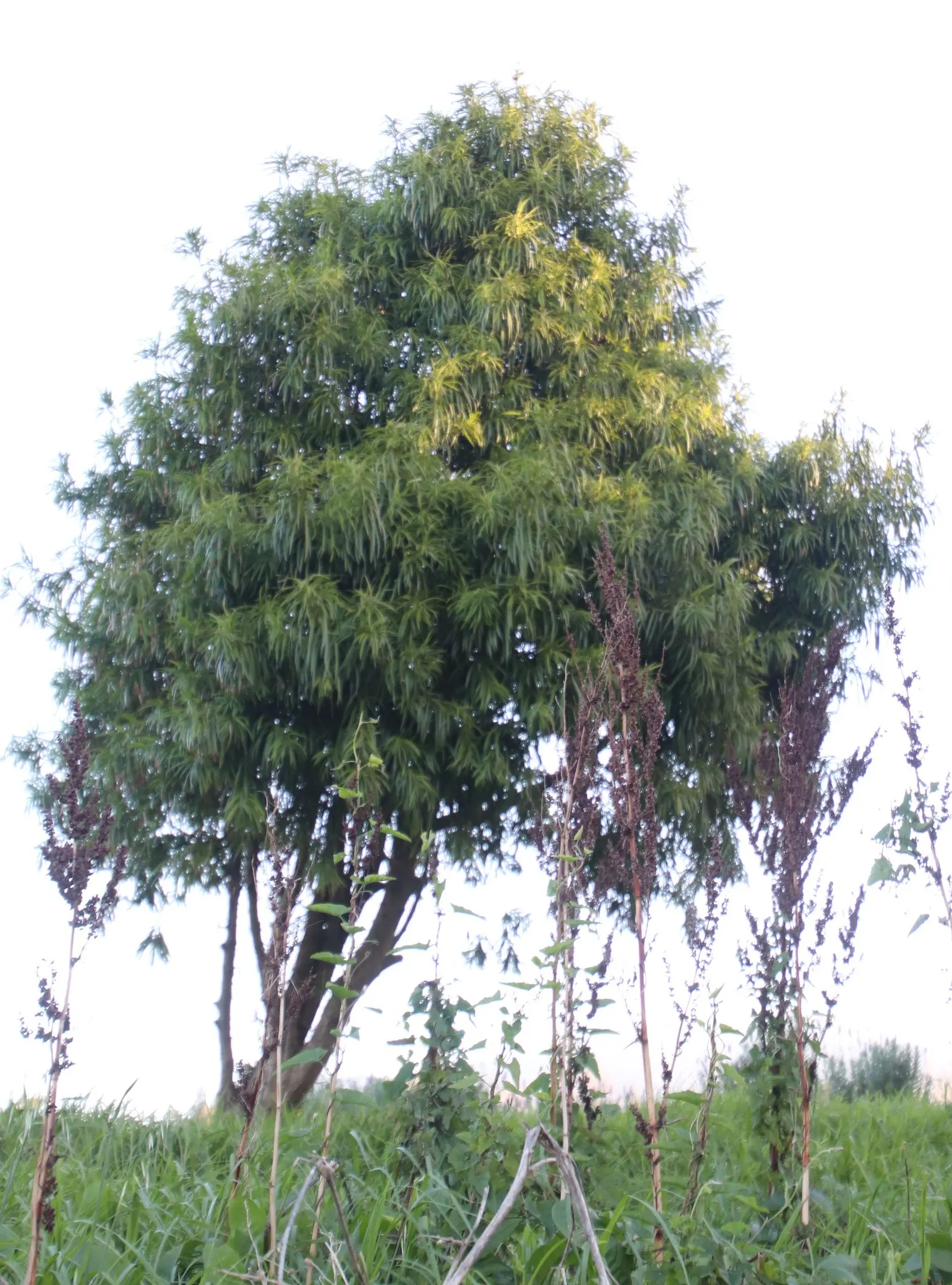 Long- Leafed Yellowwood (Podocarpus Henkelii) — Prefers well-drained soils and full to partial sun; hardy to USDA Zone 9