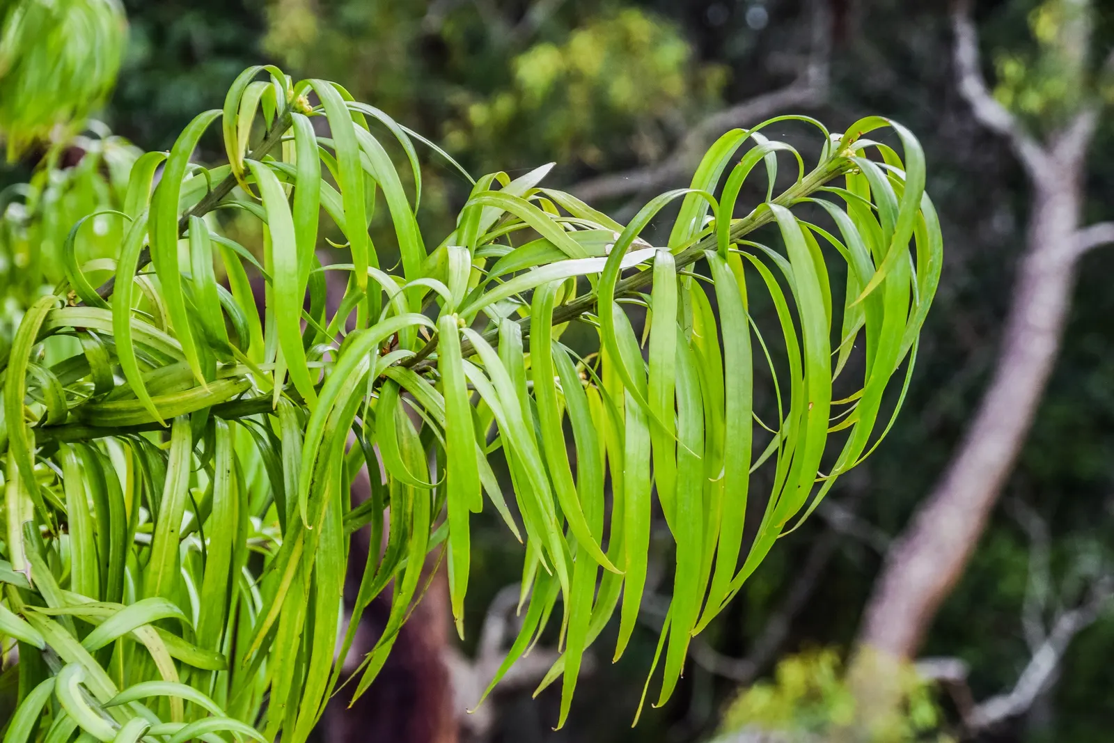 Long- Leafed Yellowwood (Podocarpus Henkelii) — somewhat weeping appearance, image 32