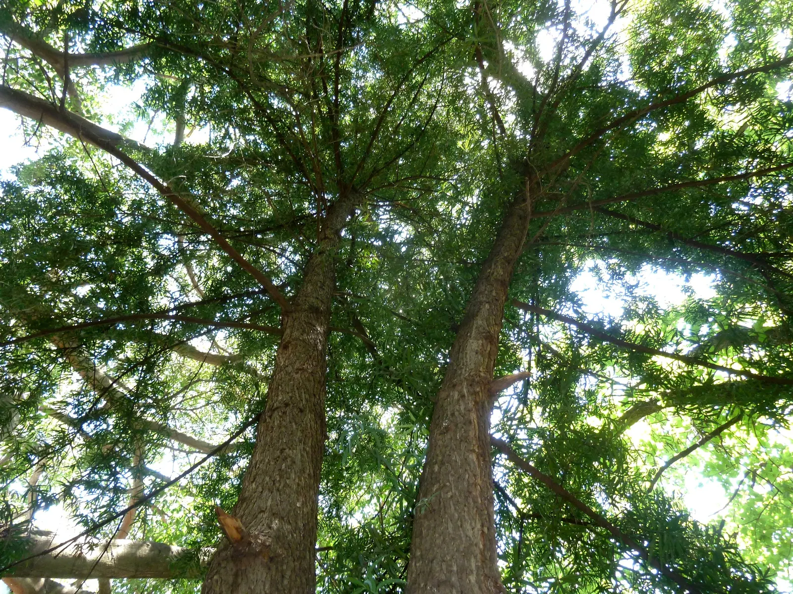 Long- Leafed Yellowwood (Podocarpus Henkelii) — adding to the tree's visual interest.<br><br>Ideal as a specimen tree or for creating privacy, image 34