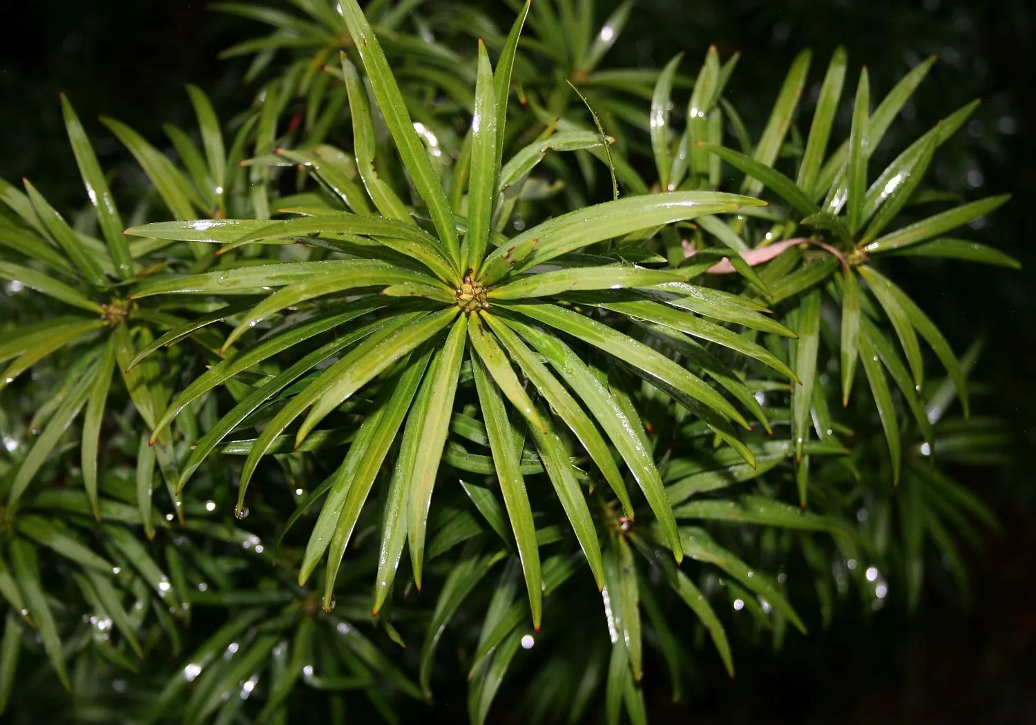 Long- Leafed Yellowwood (Podocarpus Henkelii) — Podocarpus henkelii thrives in USDA Hardiness Zones 9-11
