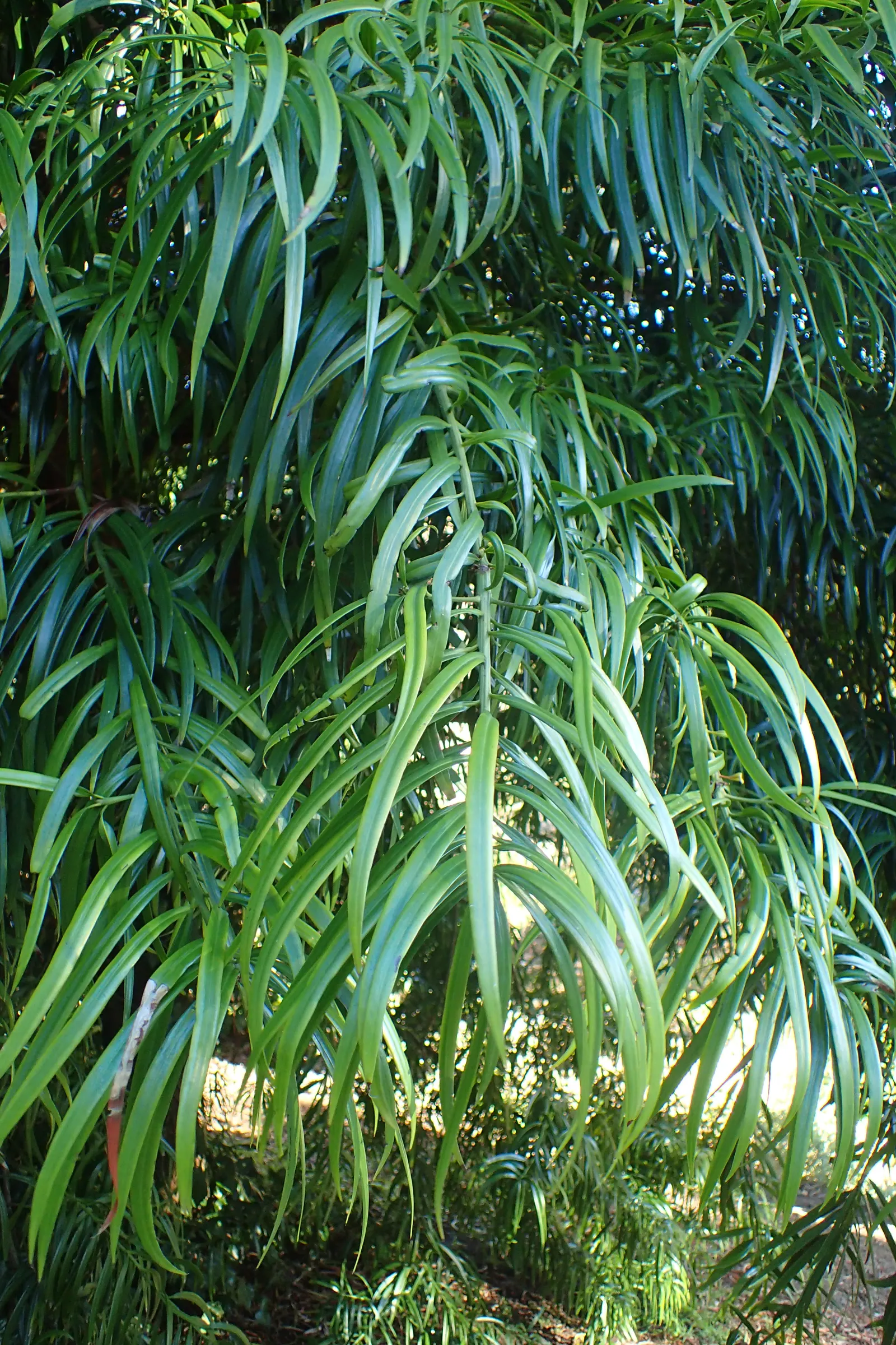 Long- Leafed Yellowwood (Podocarpus Henkelii) — Its attractive, dark green, glossy leaves are long and slender, arranged in a dense, weeping pattern; and