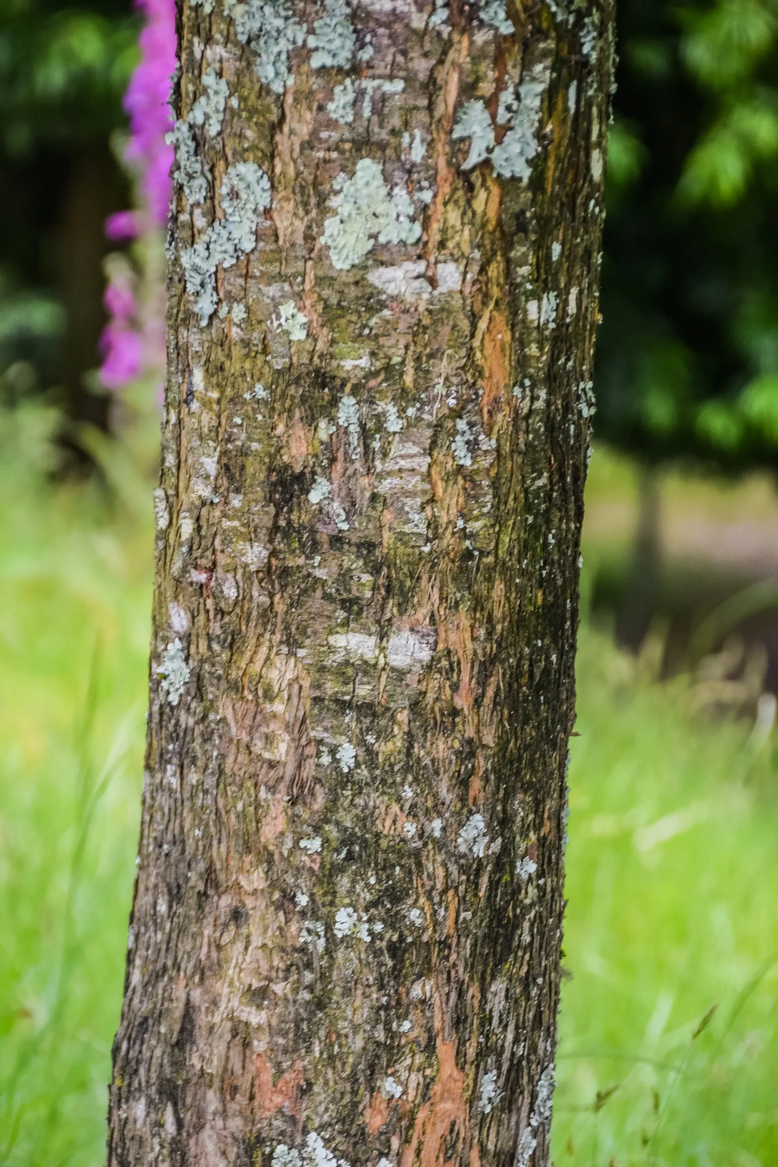 Long- Leafed Yellowwood (Podocarpus Henkelii) — is an elegant and striking conifer native to South Africa; somewhat weeping appearance