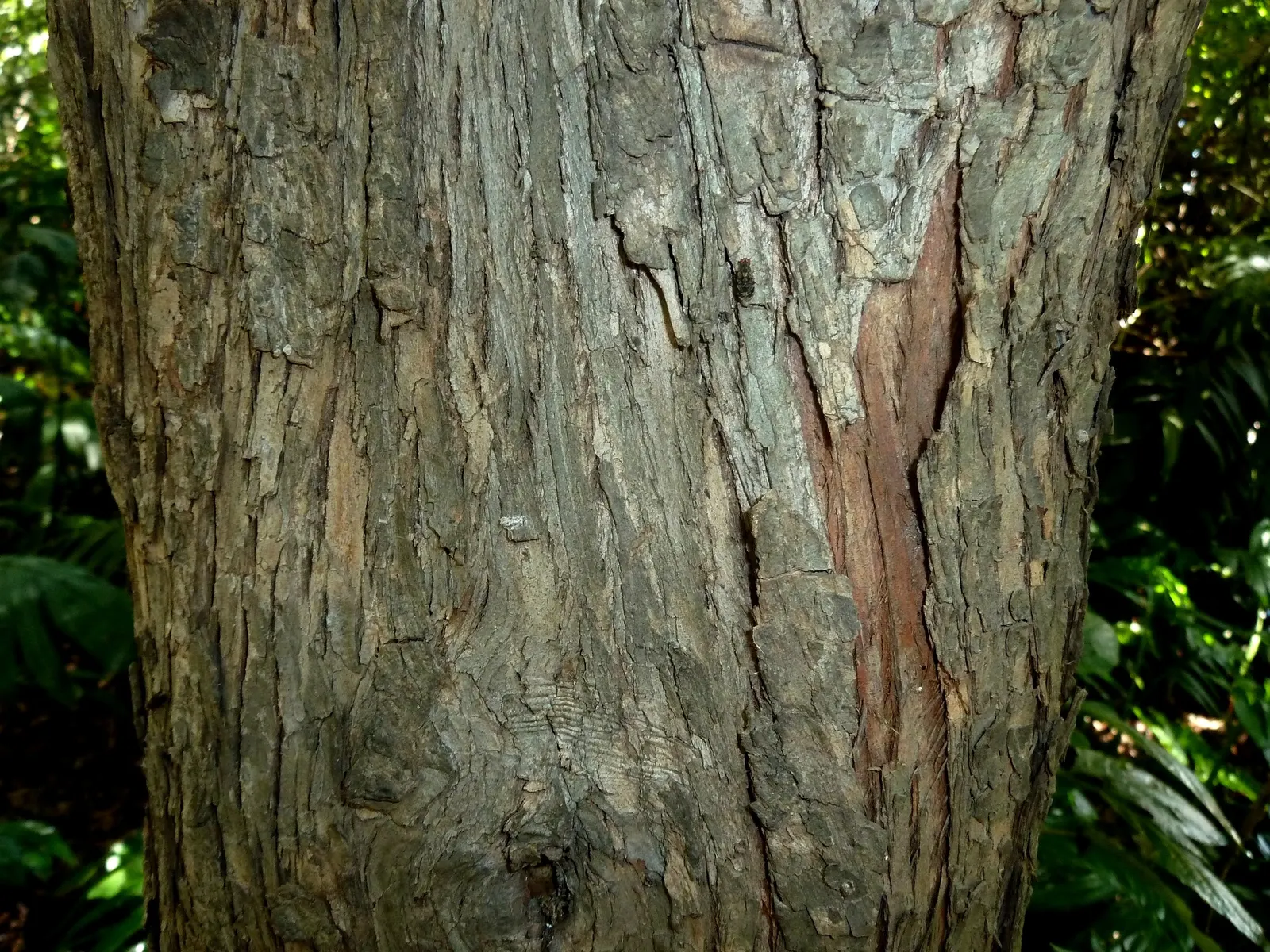 Long- Leafed Yellowwood (Podocarpus Henkelii) — It prefers well-drained soils, moderate watering, and can adapt to partial shade or full sun exposure; and