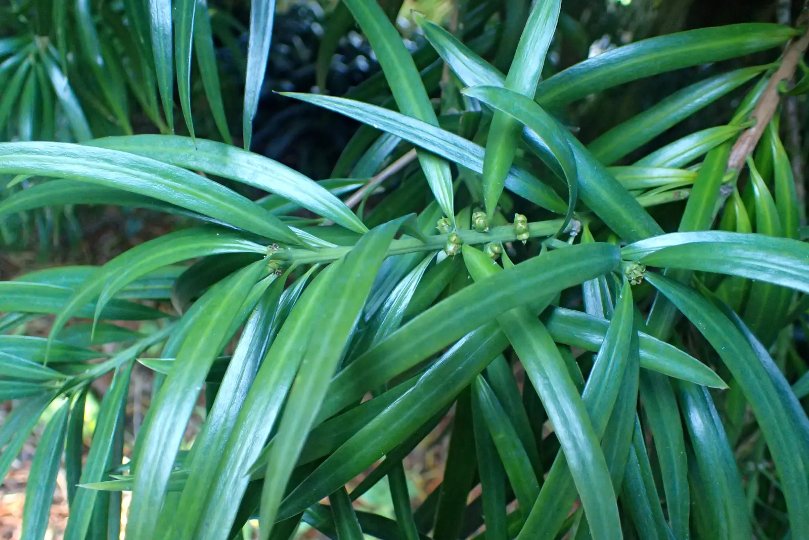 Long- Leafed Yellowwood (Podocarpus Henkelii) — adding to the tree's visual interest.<br><br>Ideal as a specimen tree or for creating privacy screens