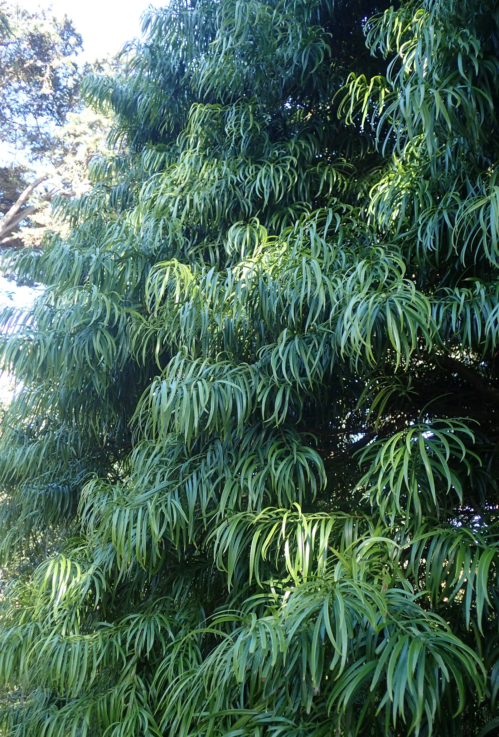 Long- Leafed Yellowwood (Podocarpus Henkelii) — embodying the confluence of beauty