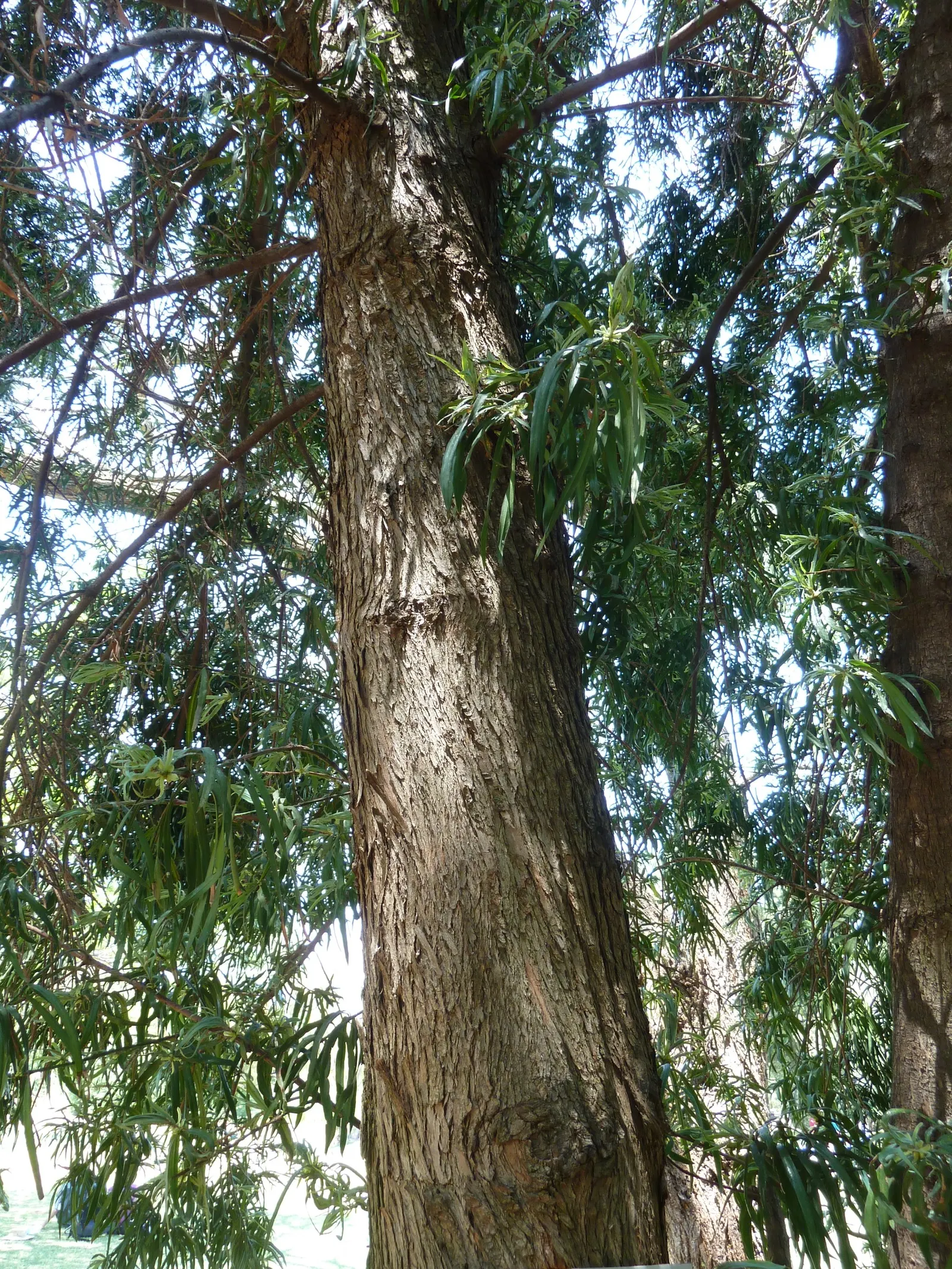 Long- Leafed Yellowwood (Podocarpus Henkelii) — The Long-Leafed Yellowwood (Podocarpus henkelii) is a graceful evergreen with an elegant