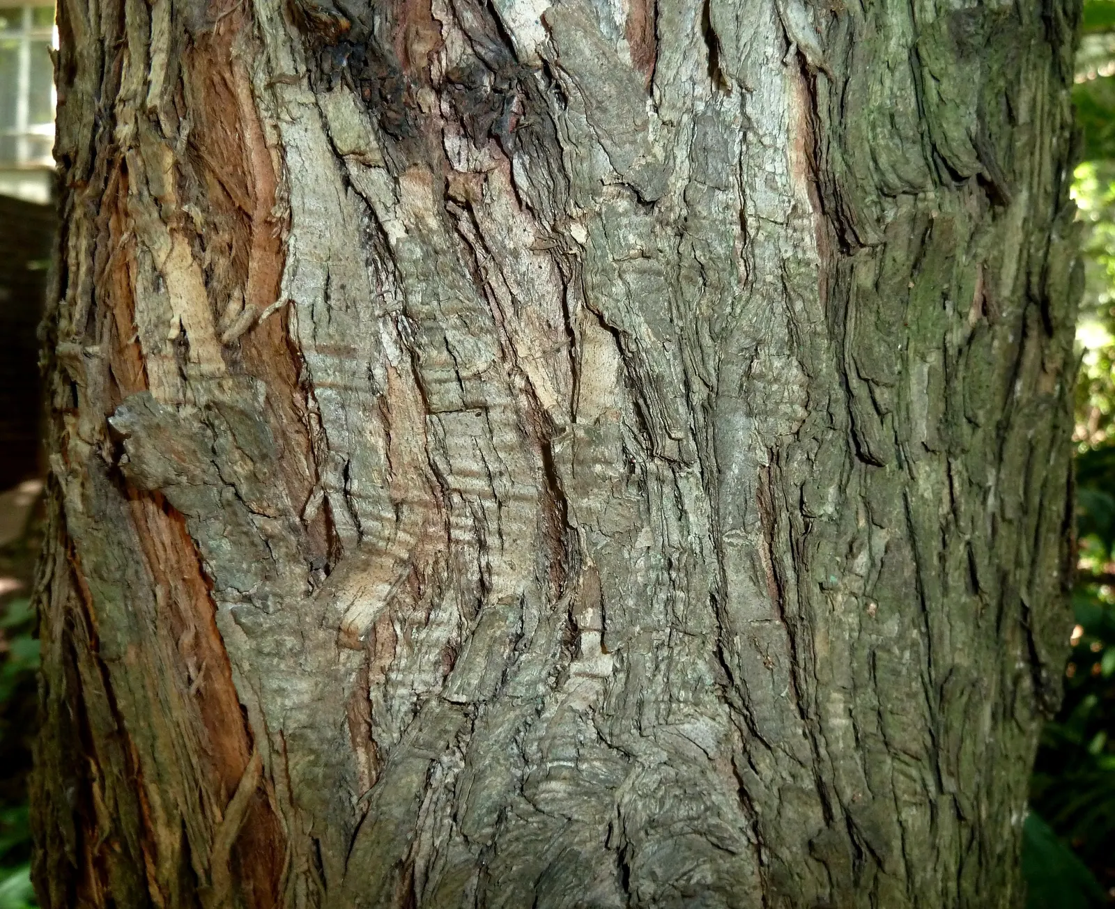 Long- Leafed Yellowwood (Podocarpus Henkelii) — it is most attractive when allowed to develop naturally.<br><br>The Long-Leafed Yellowwood is, image 40