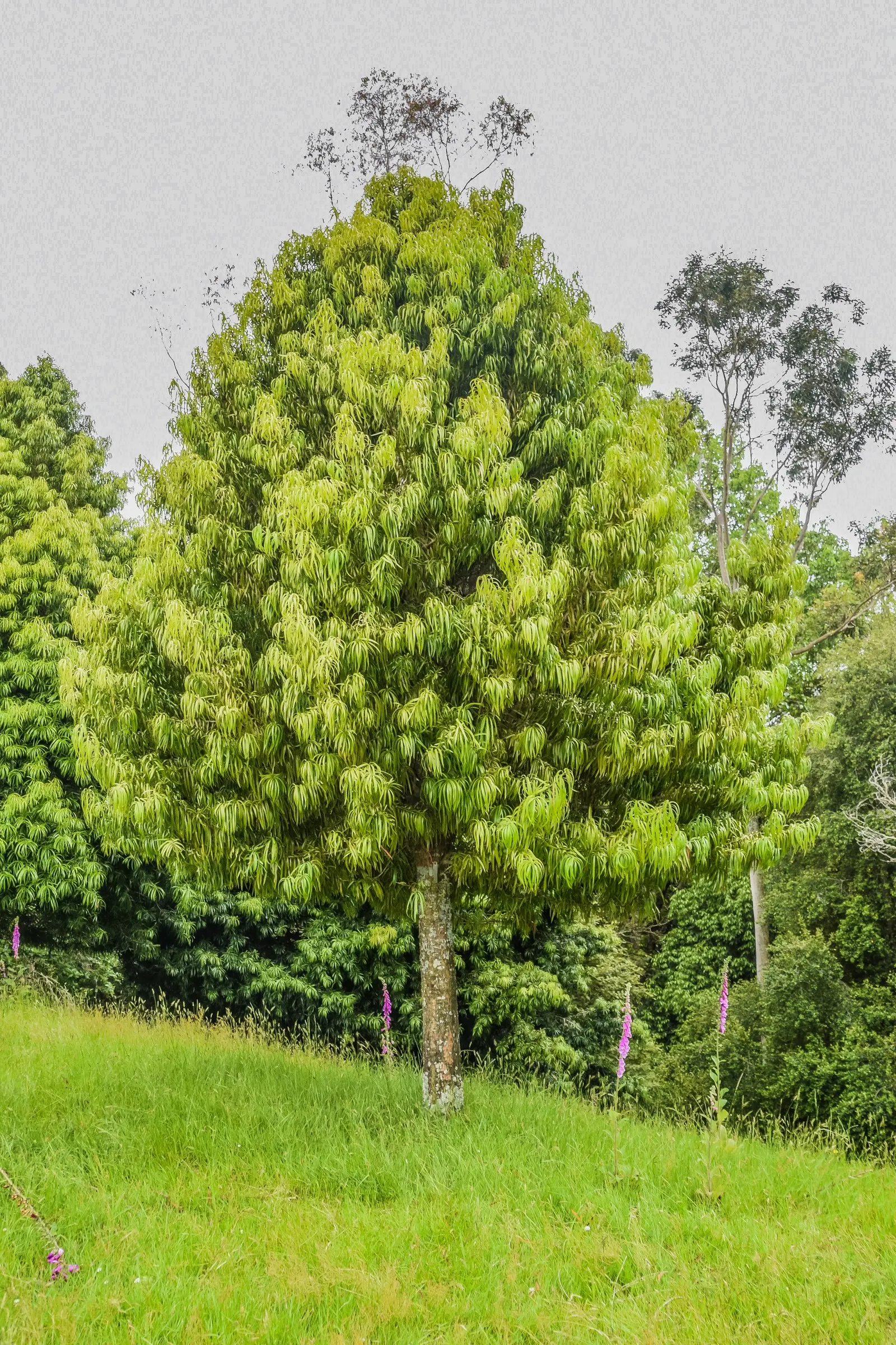 Long- Leafed Yellowwood (Podocarpus Henkelii) — The Long-Leafed Yellowwood; and though it tolerates pruning