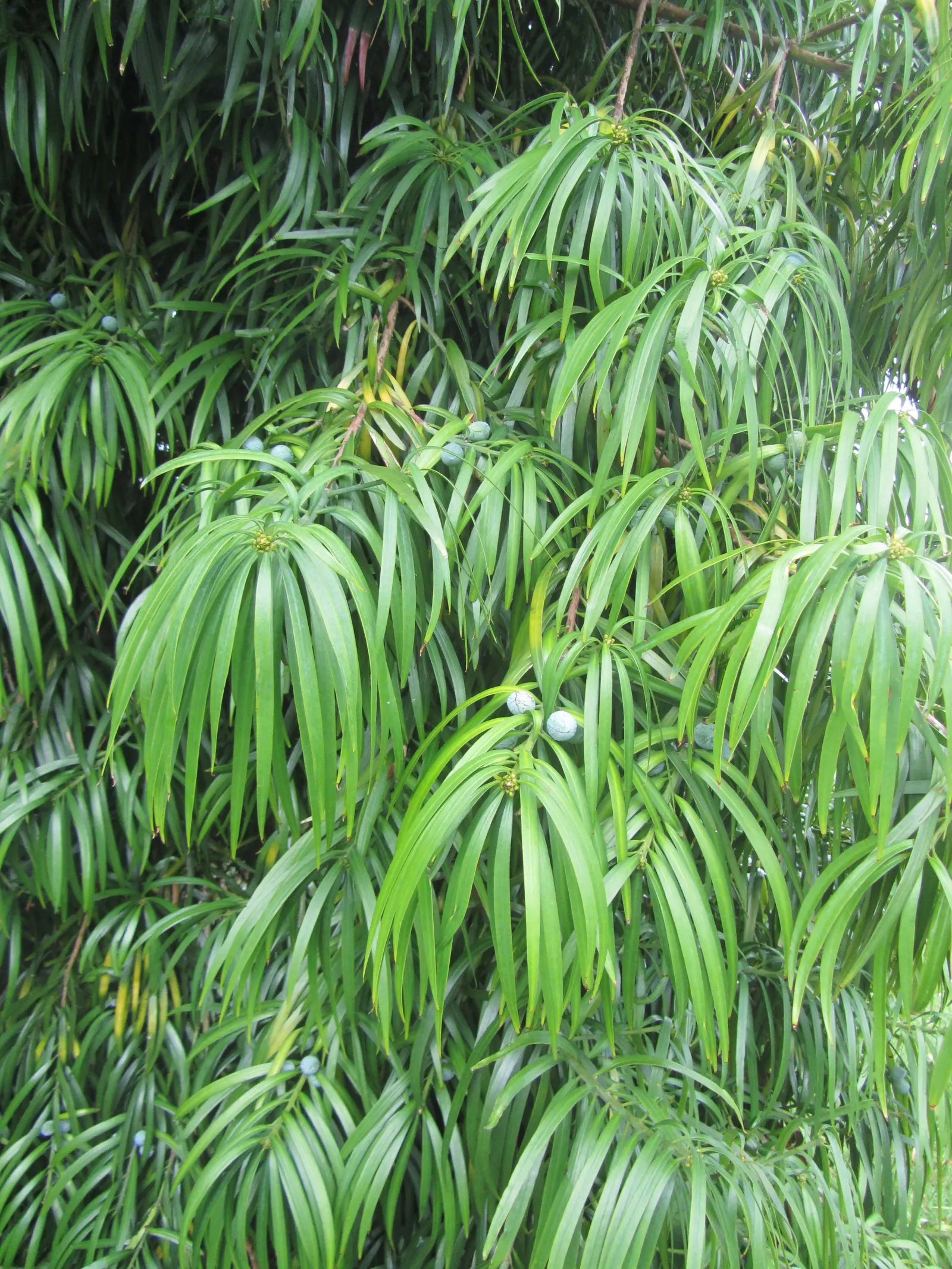 Long- Leafed Yellowwood (Podocarpus Henkelii) — Prefers well-drained soils and full to partial sun; hardy to USDA Zone 9; somewhat weeping appearance