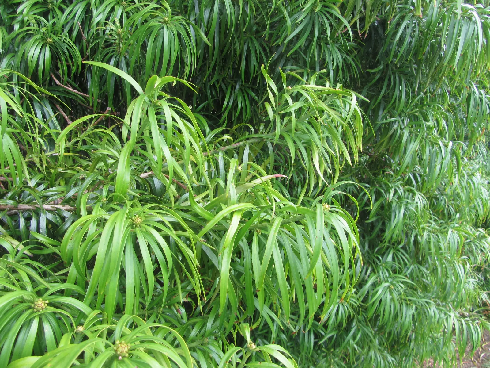 Long- Leafed Yellowwood (Podocarpus Henkelii) — which makes it easy to maintain; somewhat weeping appearance