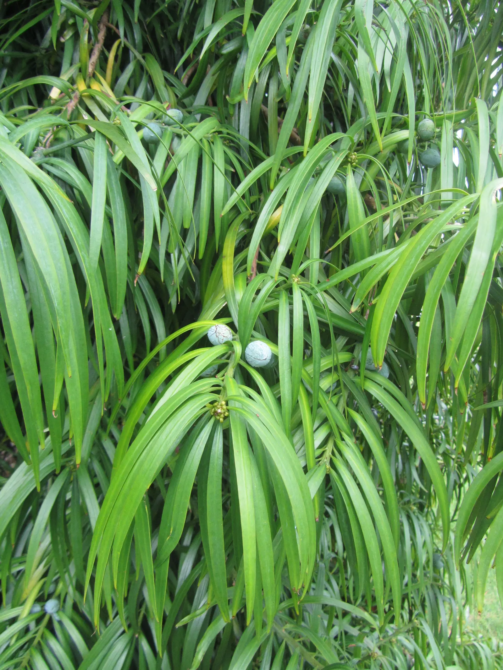 Long- Leafed Yellowwood (Podocarpus Henkelii) — The dark green leaves can grow up to 4 inches long and are arranged in a spiral pattern; and though it