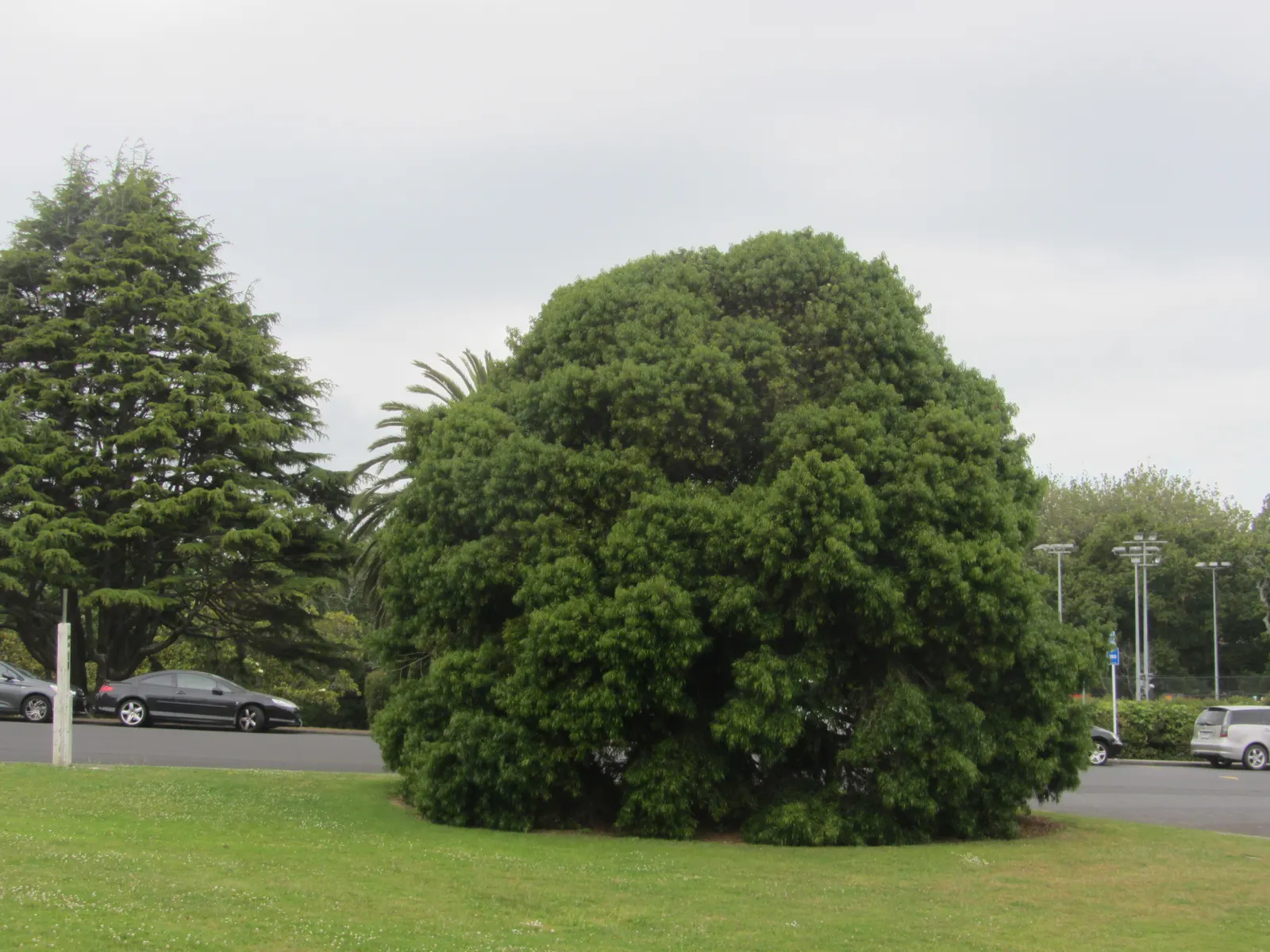 Long- Leafed Yellowwood (Podocarpus Henkelii) — and though it tolerates pruning, image 39