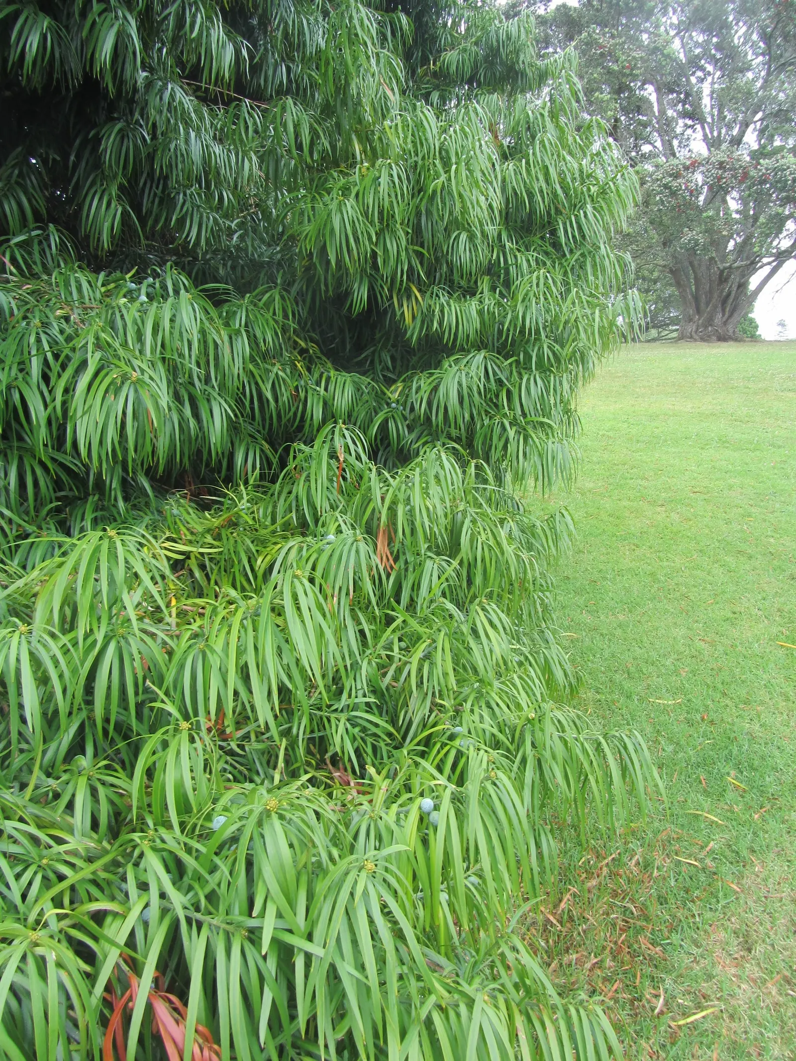 Long- Leafed Yellowwood (Podocarpus Henkelii) — which makes it easy to maintain