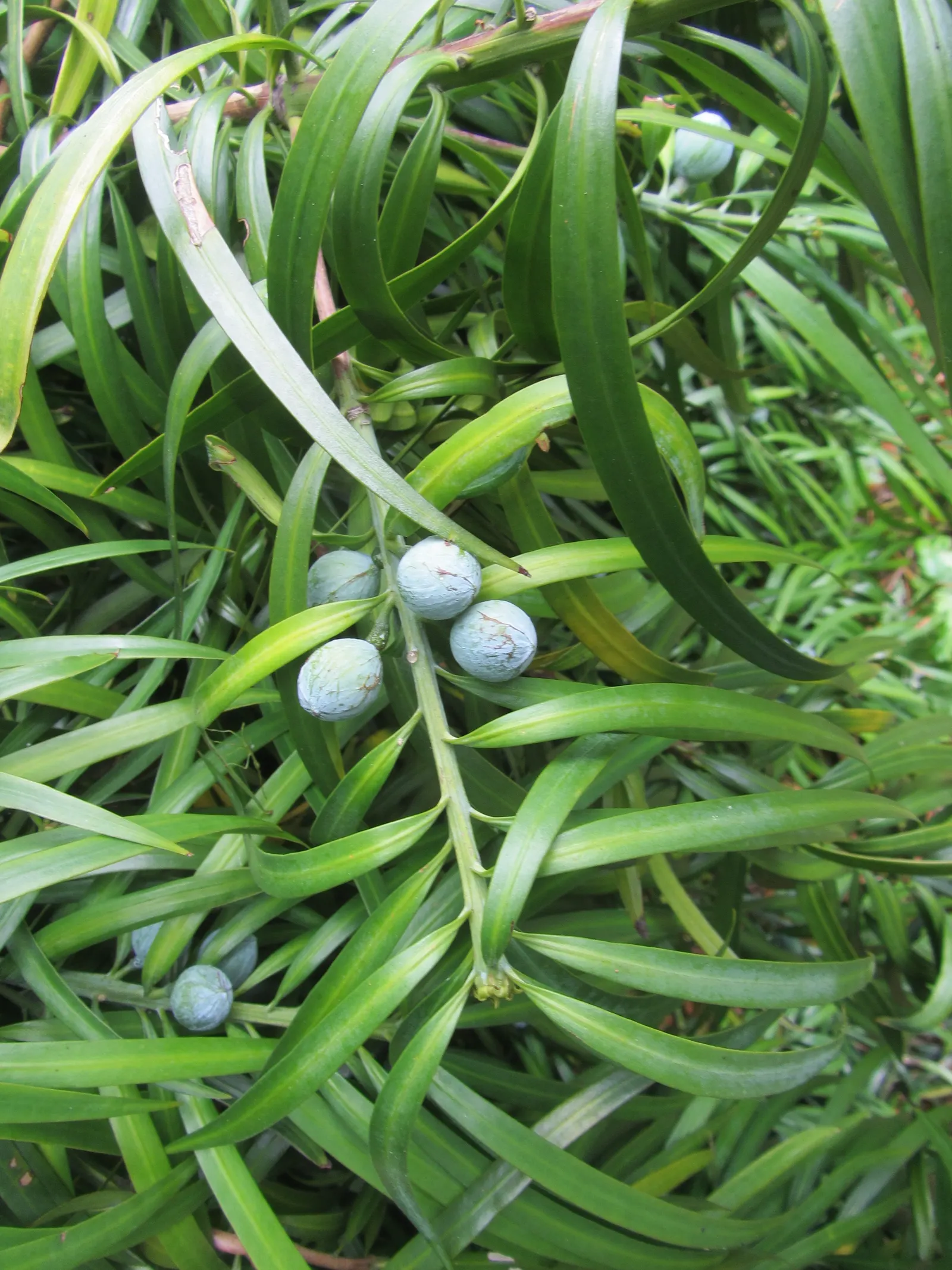 Long- Leafed Yellowwood (Podocarpus Henkelii) — Its attractive, dark green, glossy leaves are long and slender, arranged in a dense, weeping pattern