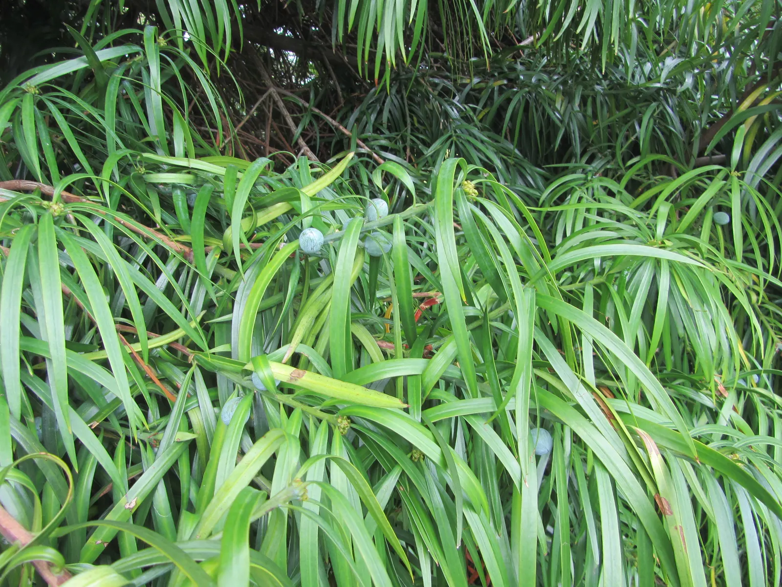 Long- Leafed Yellowwood (Podocarpus Henkelii) — low-maintenance South African native is ideal for screening and as a specimen in residential, image 25