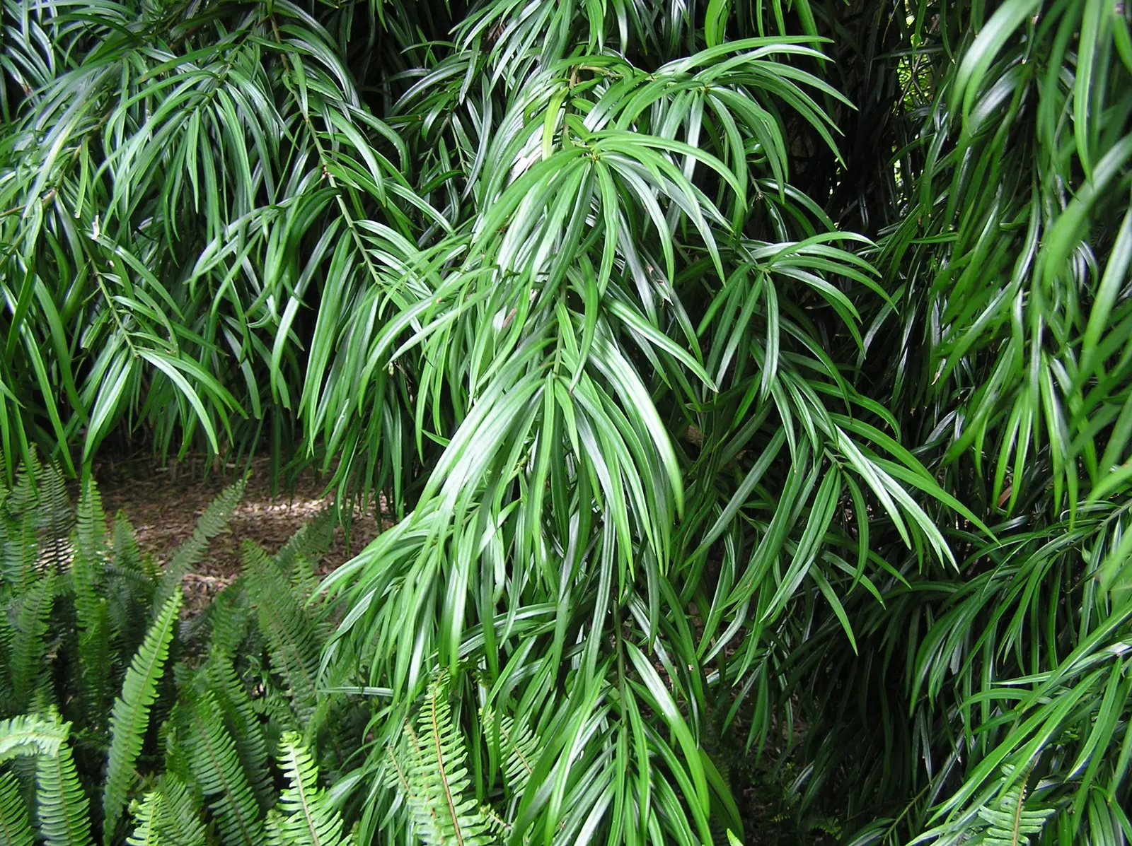 Long- Leafed Yellowwood (Podocarpus Henkelii) — Podocarpus henkelii thrives in USDA Hardiness Zones 9-11; somewhat weeping appearance