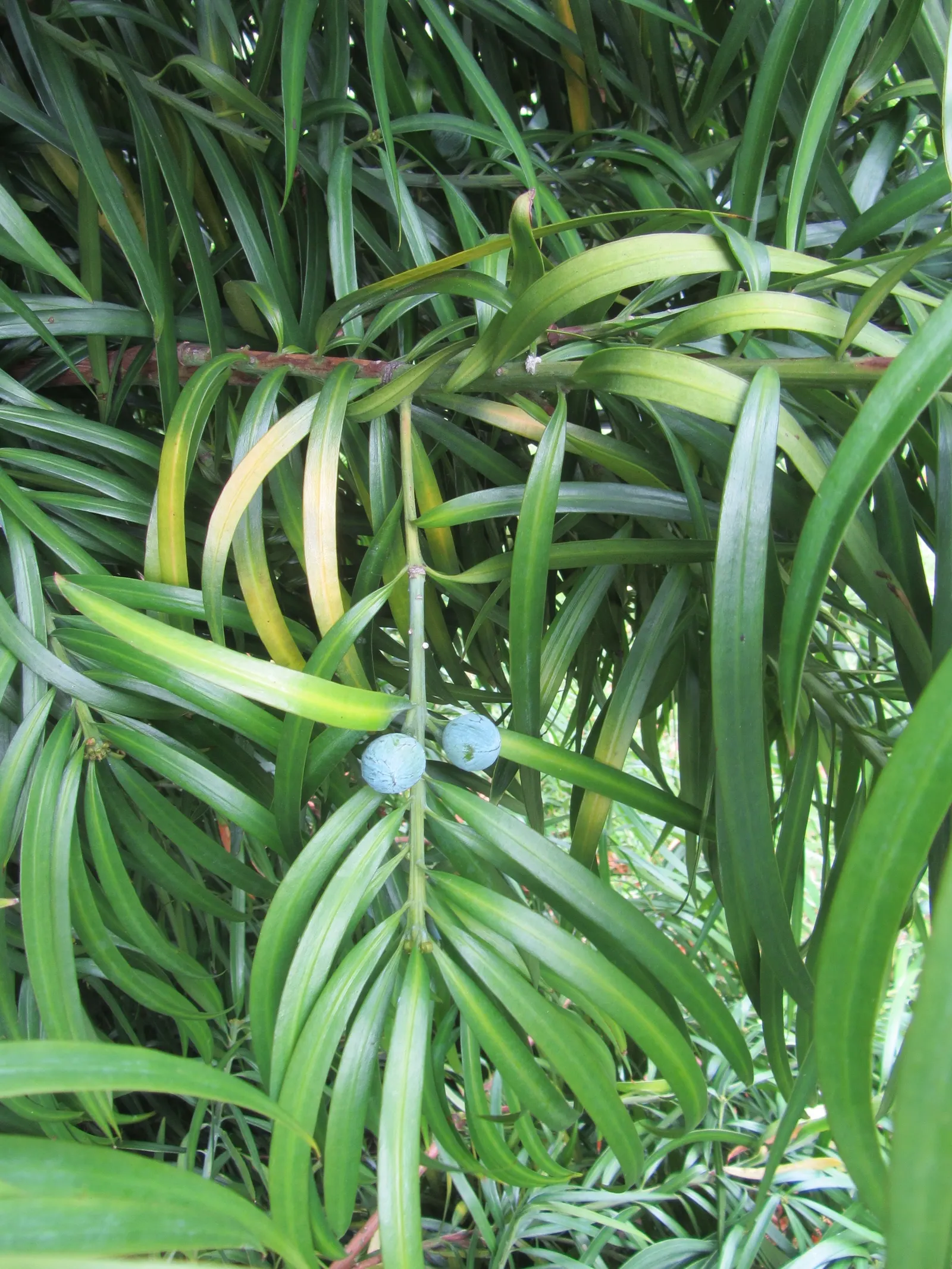 Long- Leafed Yellowwood (Podocarpus Henkelii) — conifer / shrub / tree for full or half or shade