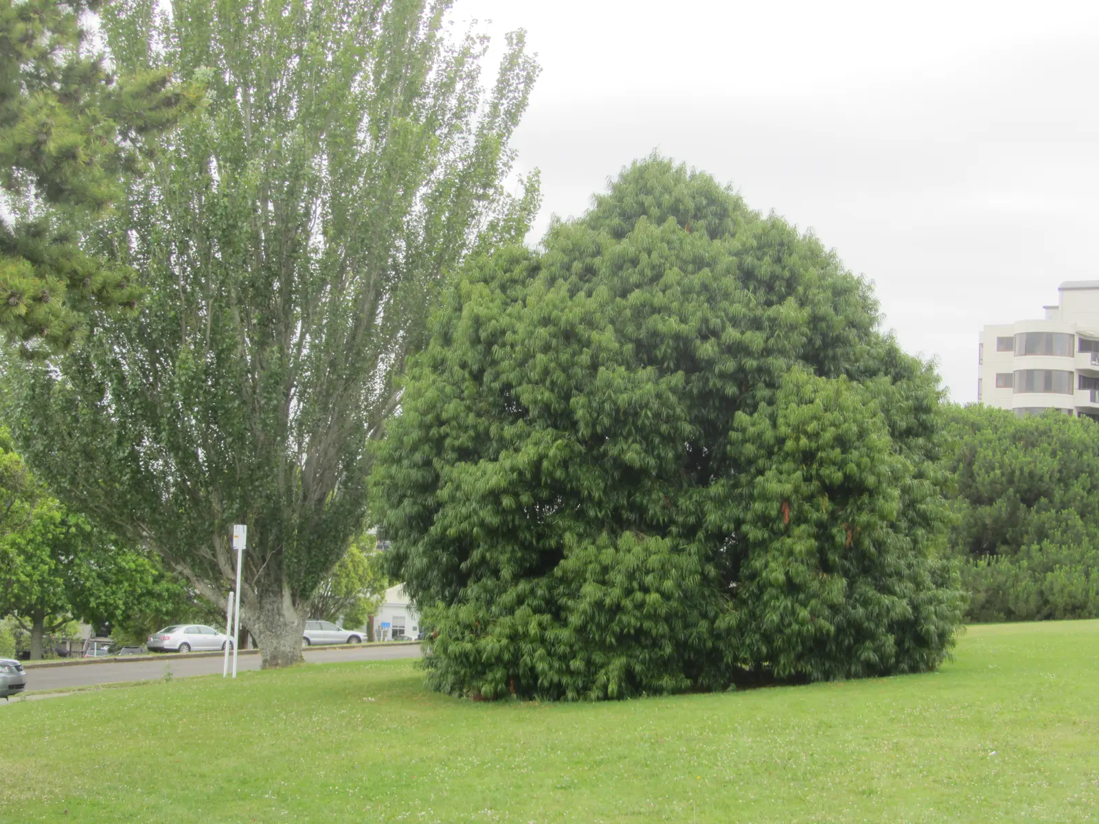 Long- Leafed Yellowwood (Podocarpus Henkelii) — pyramidal to columnar growth habit.<br><br>This evergreen species features long; low-maintenance South African