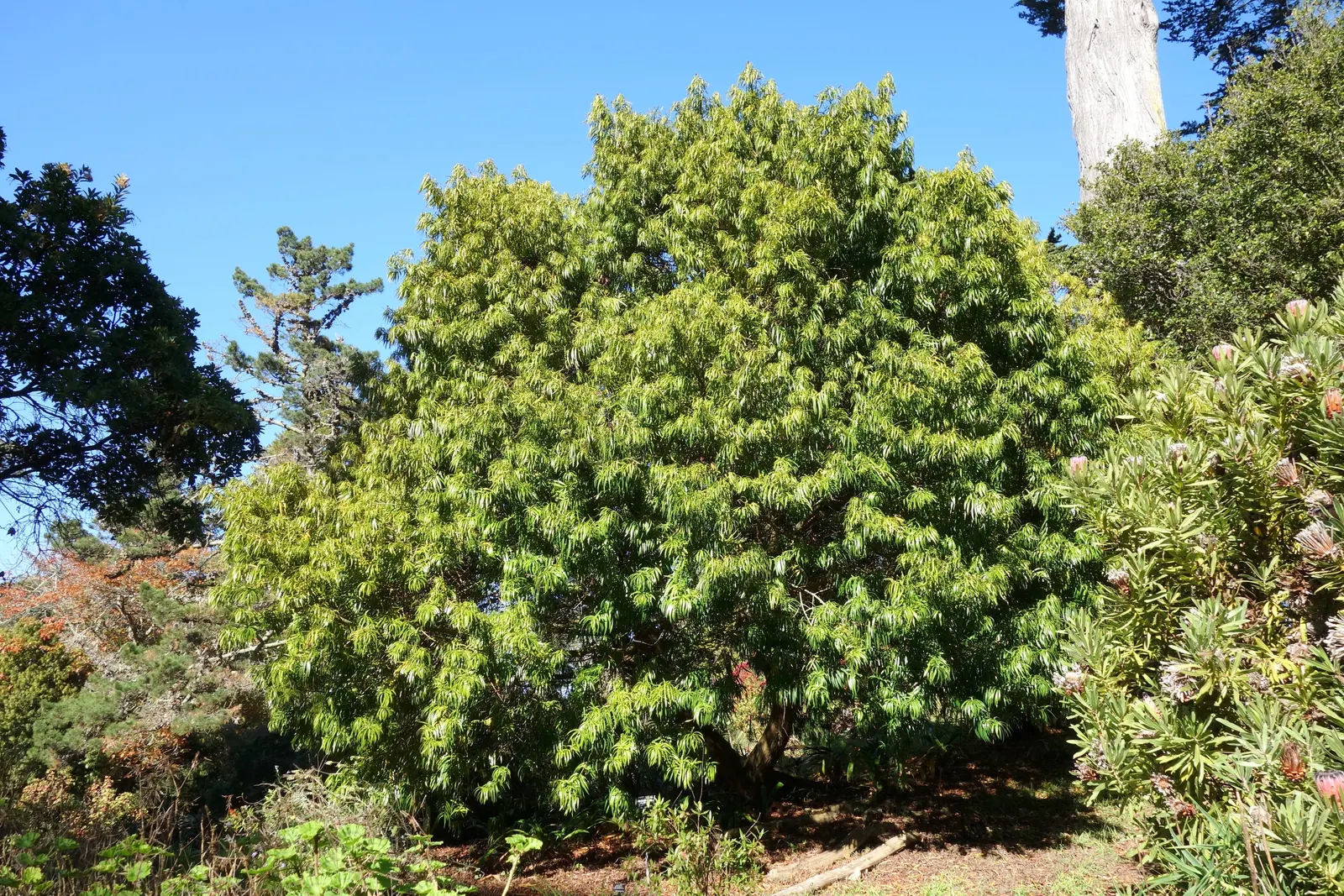 Long- Leafed Yellowwood (Podocarpus Henkelii) — pyramidal to columnar growth habit.<br><br>This evergreen species features long