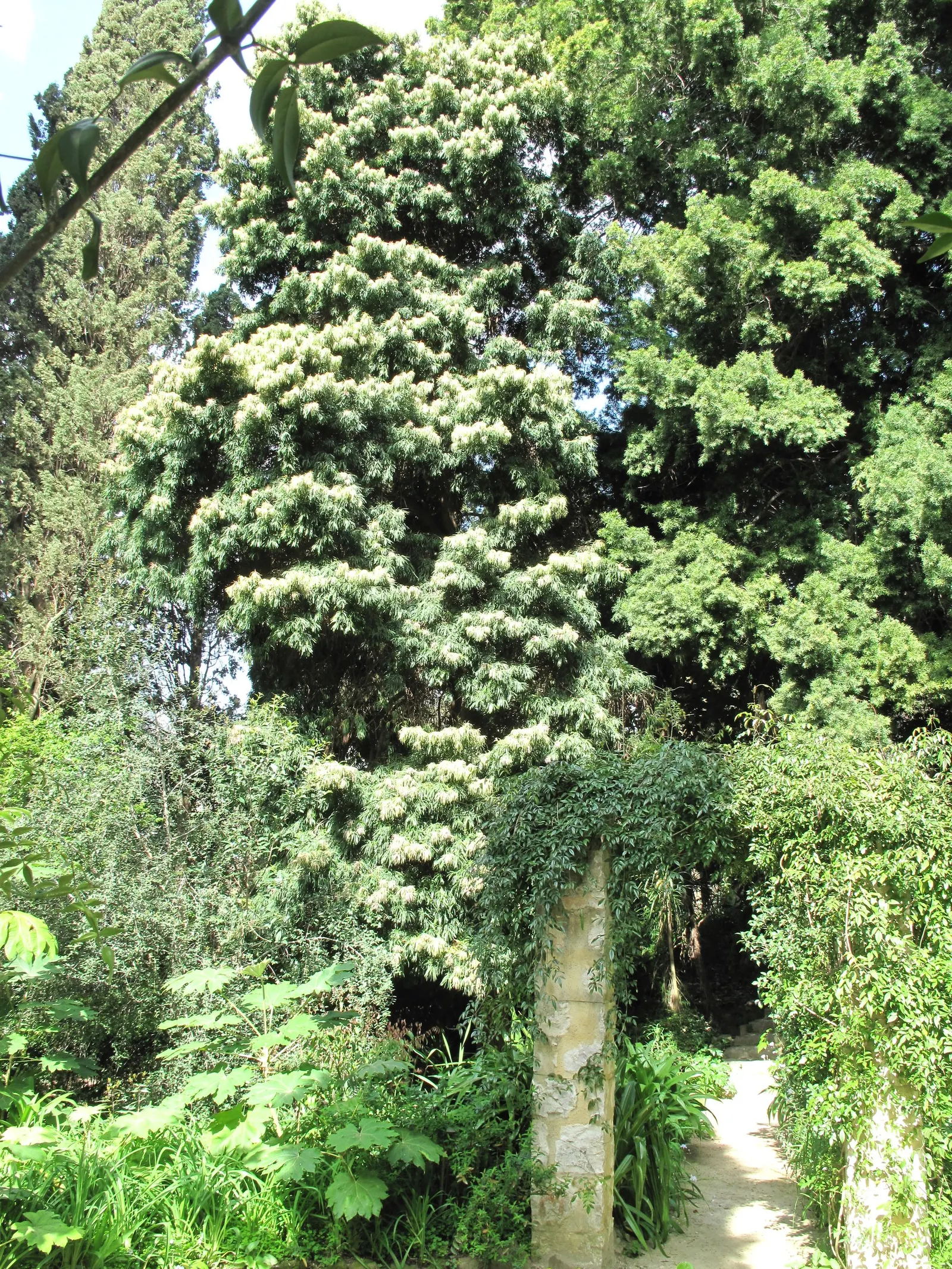 Long- Leafed Yellowwood (Podocarpus Henkelii) — somewhat weeping appearance