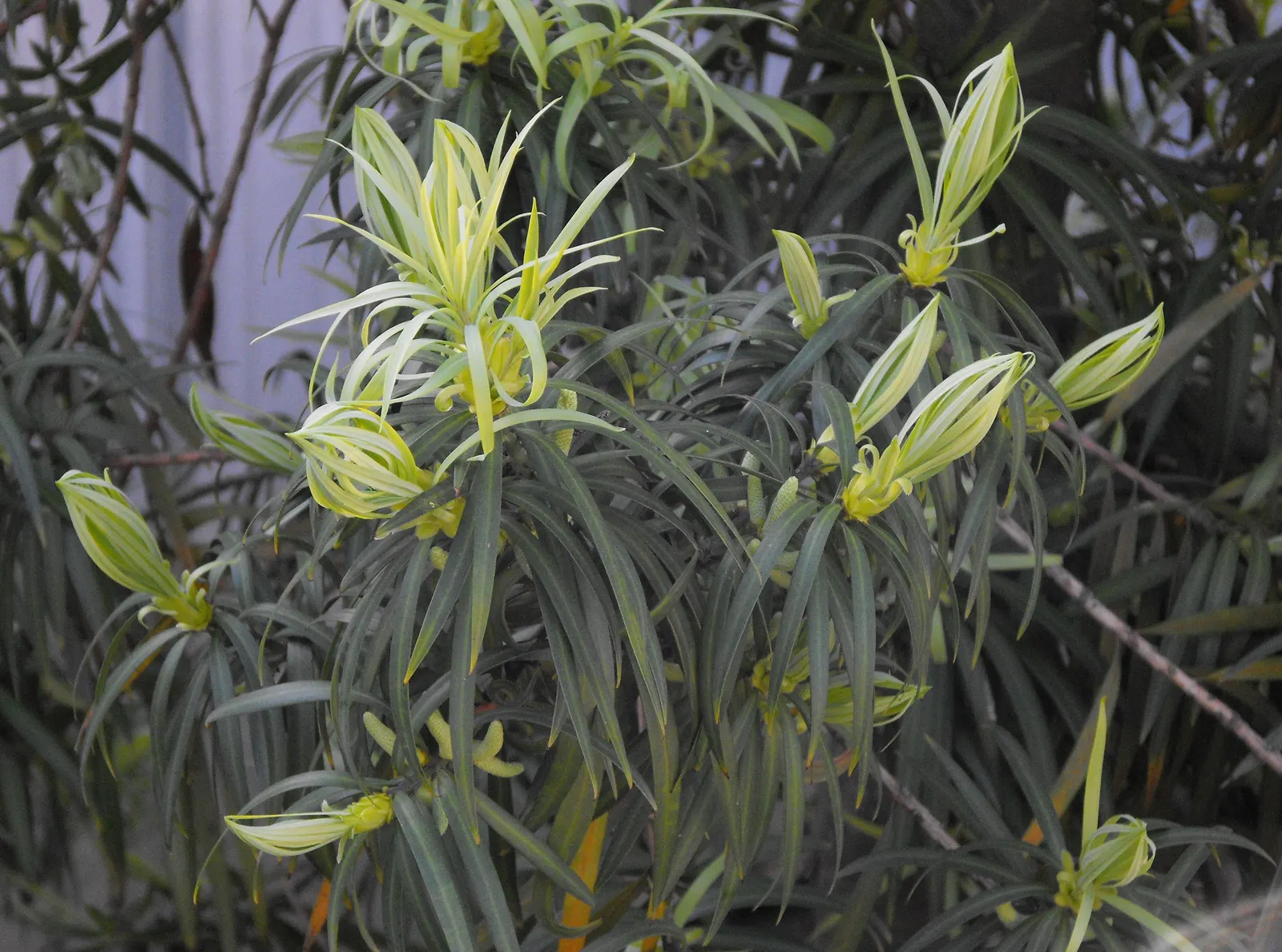 Long- Leafed Yellowwood (Podocarpus Henkelii) — It prefers well-drained soils, moderate watering, and can adapt to partial shade or full sun exposure