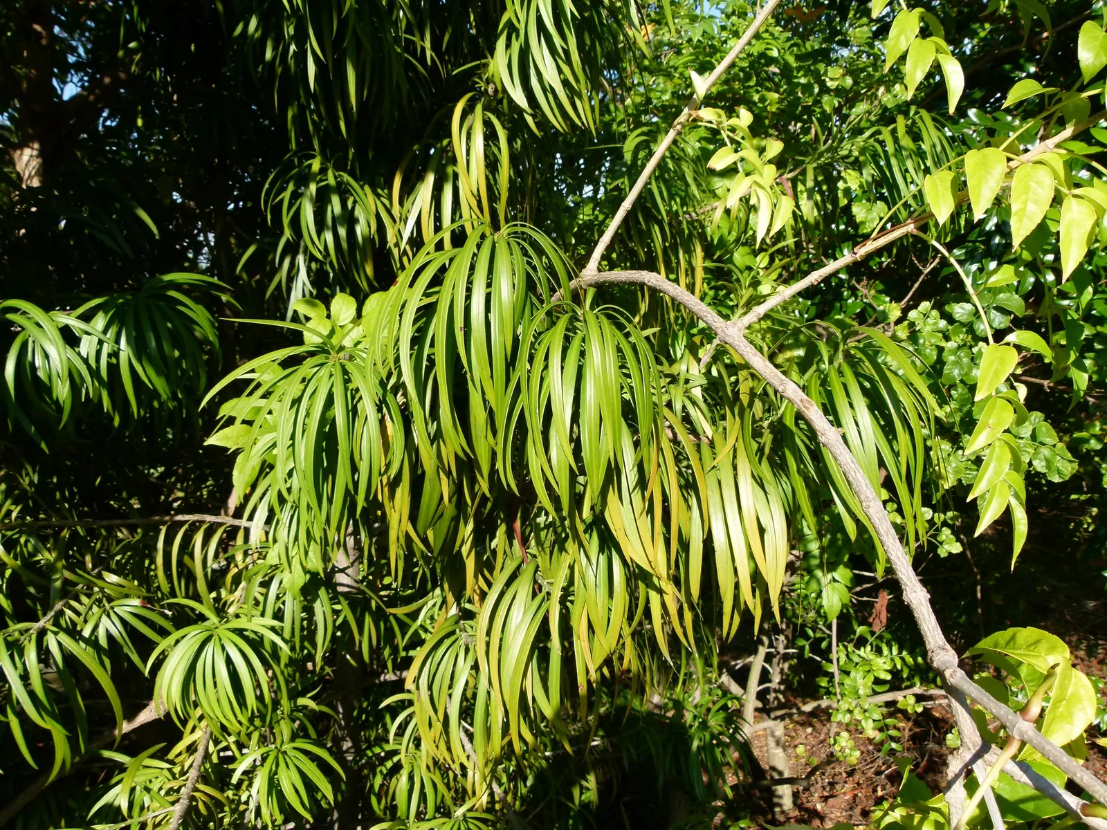 Long- Leafed Yellowwood (Podocarpus Henkelii) — scientifically known as Podocarpus henkelii