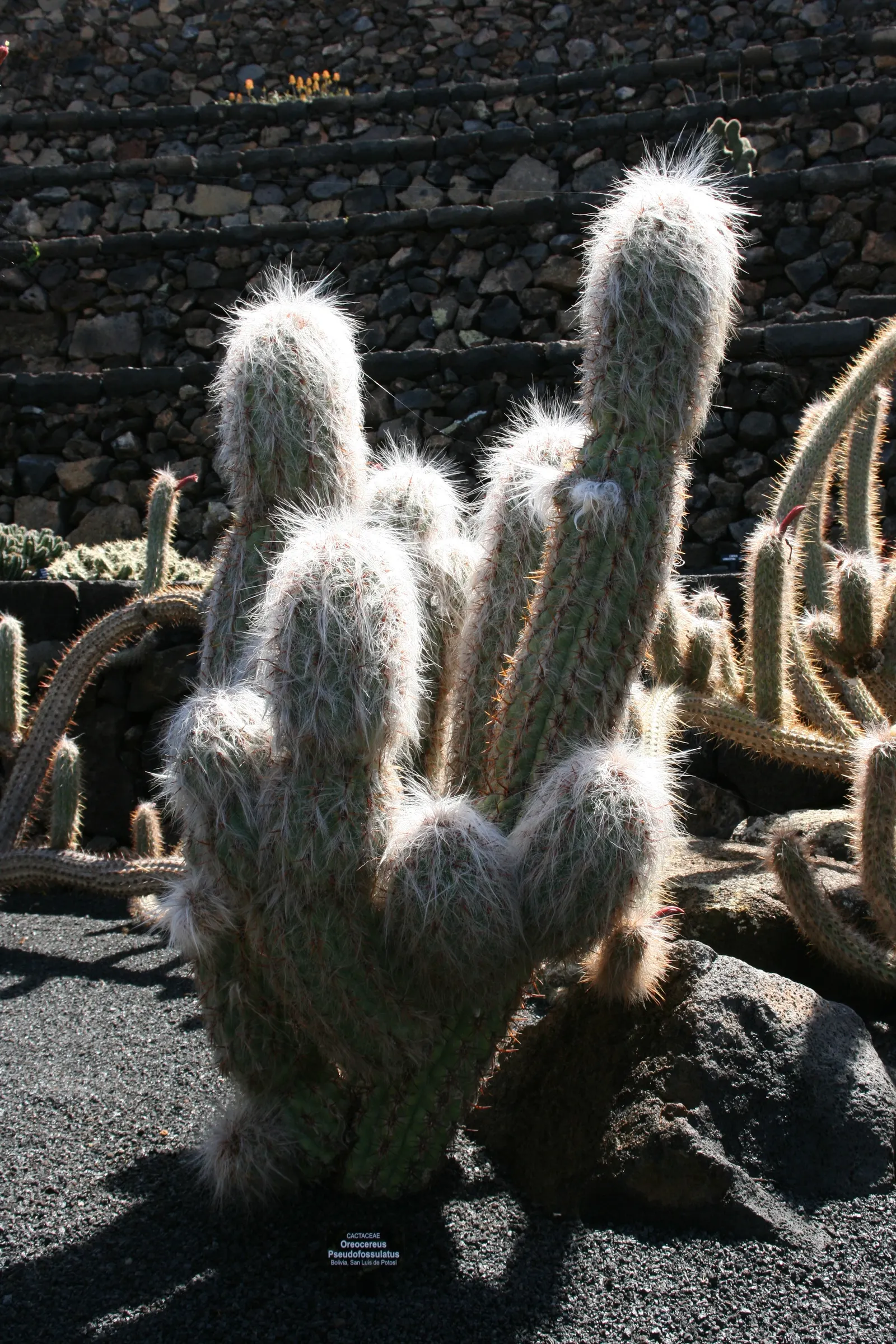 Old Man Of The Andes (Oreocereus Celsianus) — Mature specimens can reach up to 10 feet tall but are often seen in landscapes at 2-3 feet; in spring to early