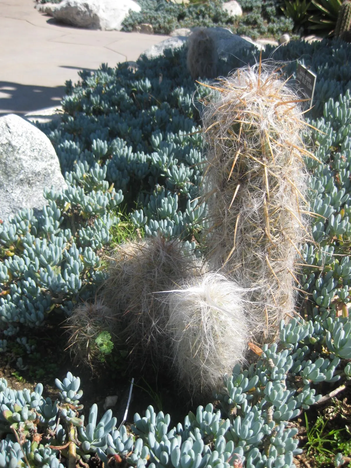 Old Man Of The Andes (Oreocereus Celsianus) — Oreocereus celsianus, known as Old Man of the Andes, is a slow-growing columnar cactus; hardy in USDA zones 8-10