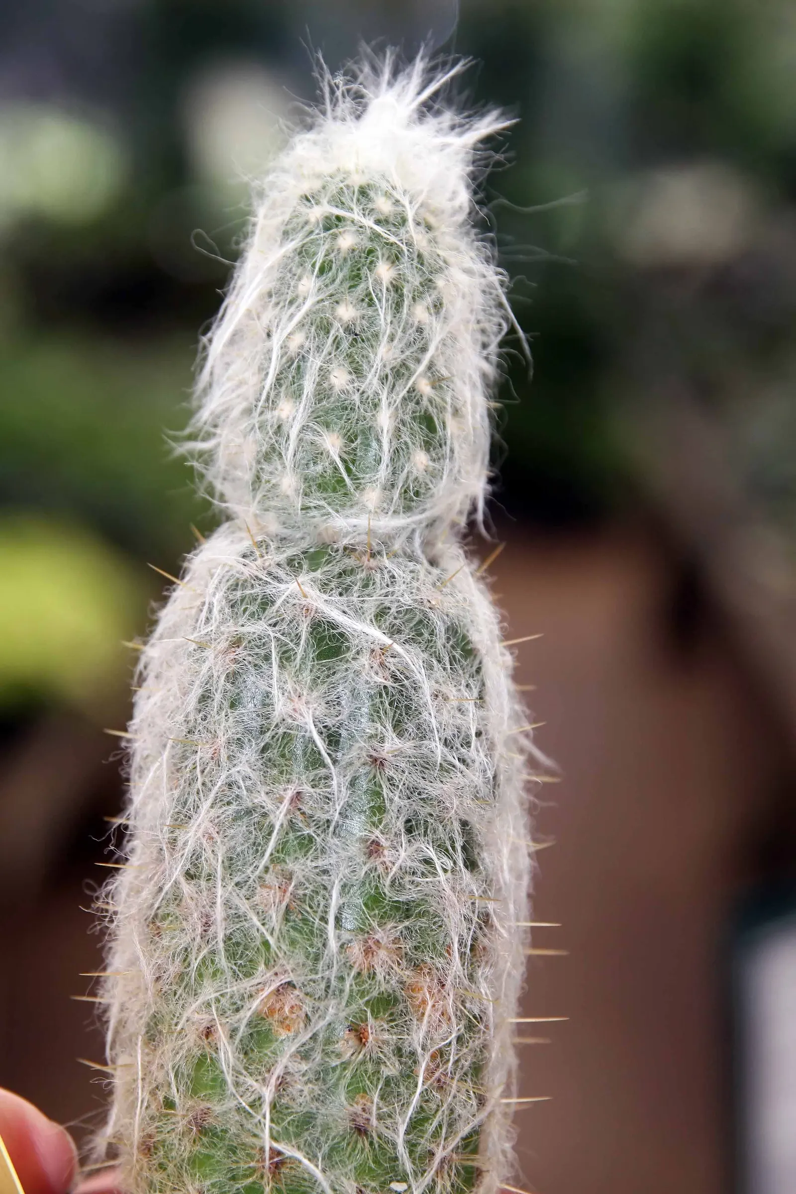 Old Man Of The Andes (Oreocereus Celsianus) — erect columns which can eventually reach heights of up to 10 feet; preferring a well-draining soil mix akin to
