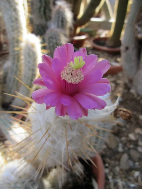 Old Man Of The Andes (Oreocereus Celsianus) — In spring to early summer; mature plants may produce red to purplish flowers near the crown