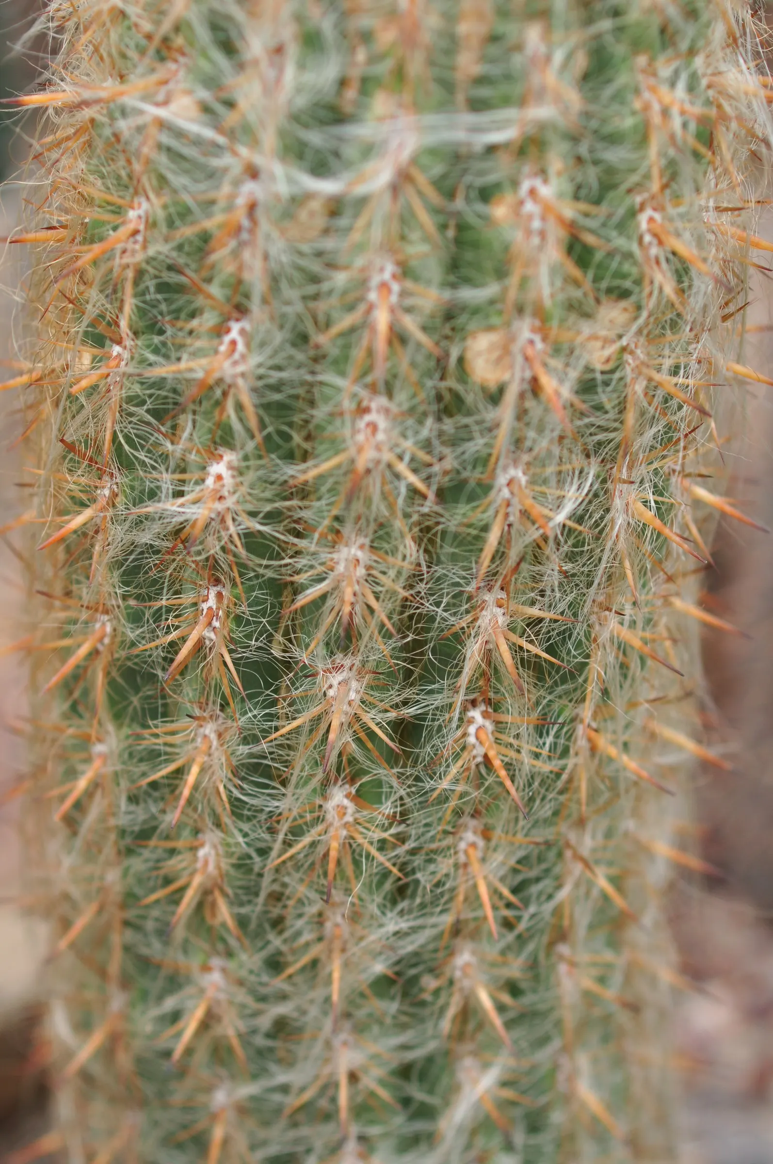Old Man Of The Andes (Oreocereus Celsianus) — with a diameter ranging from 4 to 6 inches; the Old Man of the Andes is an impressive