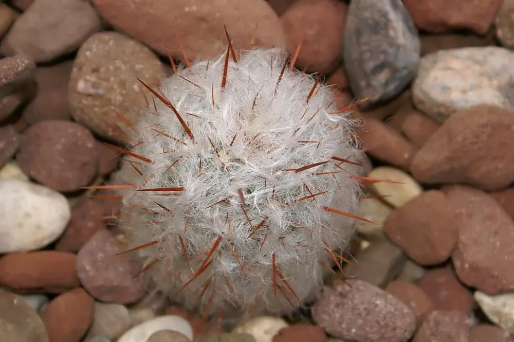 Old Man Of The Andes (Oreocereus Celsianus) — giving the plant a frosty
