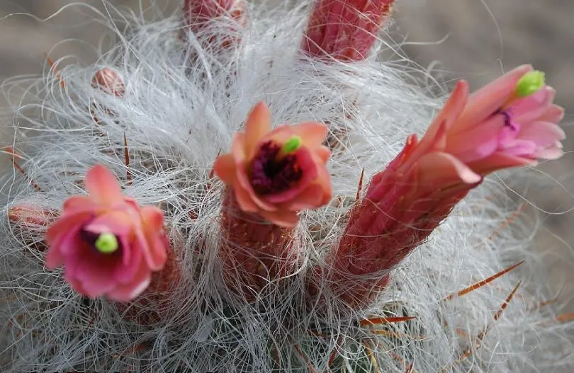 Old Man Of The Andes (Oreocereus Celsianus) — cactus with purple and red blooms