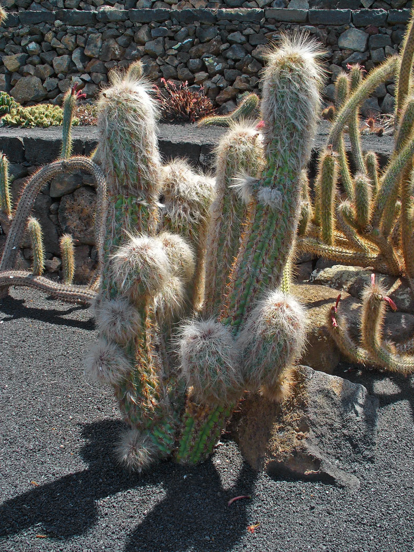 Old Man Of The Andes (Oreocereus Celsianus) — with a diameter ranging from 4 to 6 inches