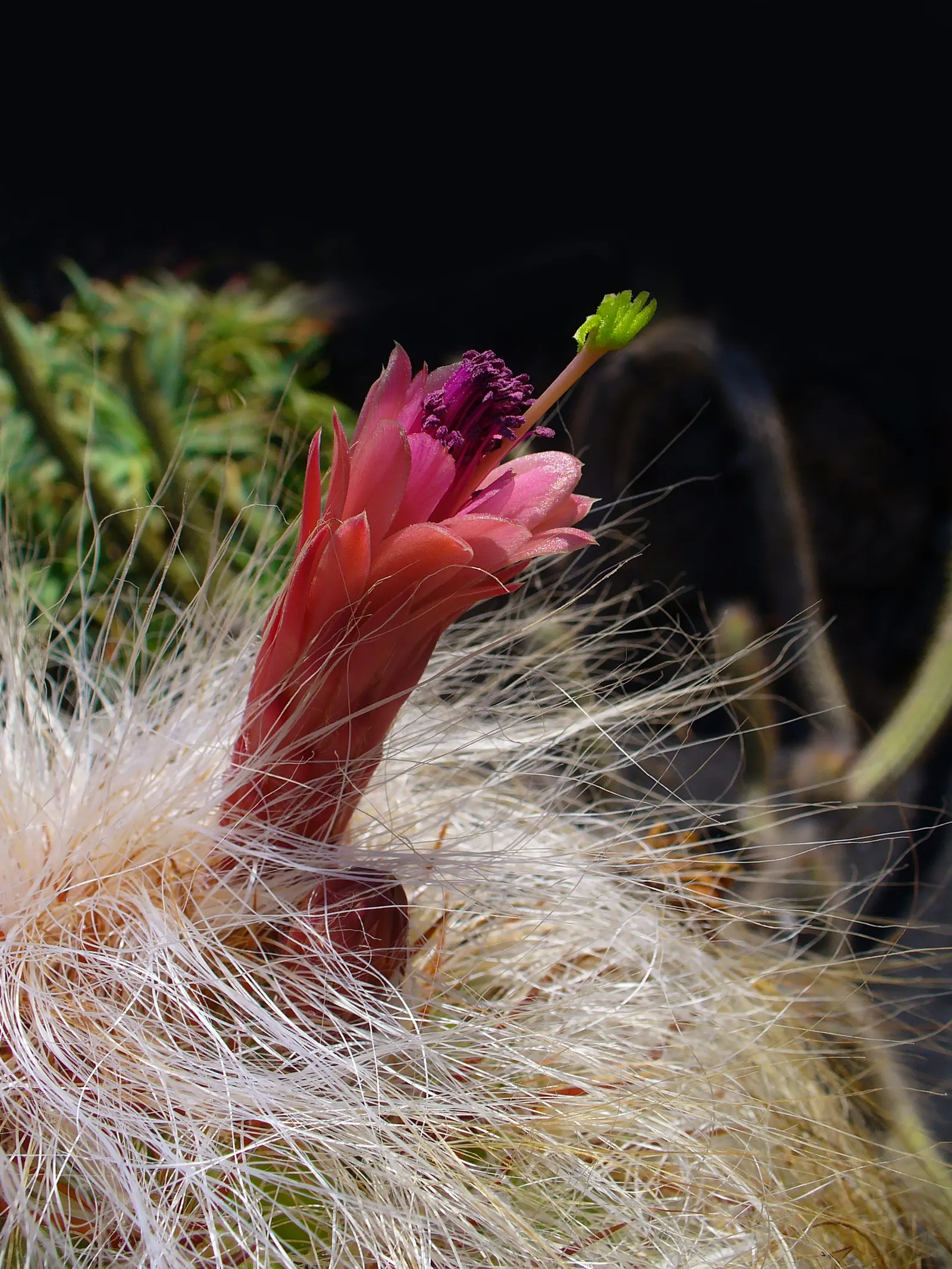 Old Man Of The Andes (Oreocereus Celsianus) — is a columnar cactus native to the high Andes of Bolivia; spacing is important to consider