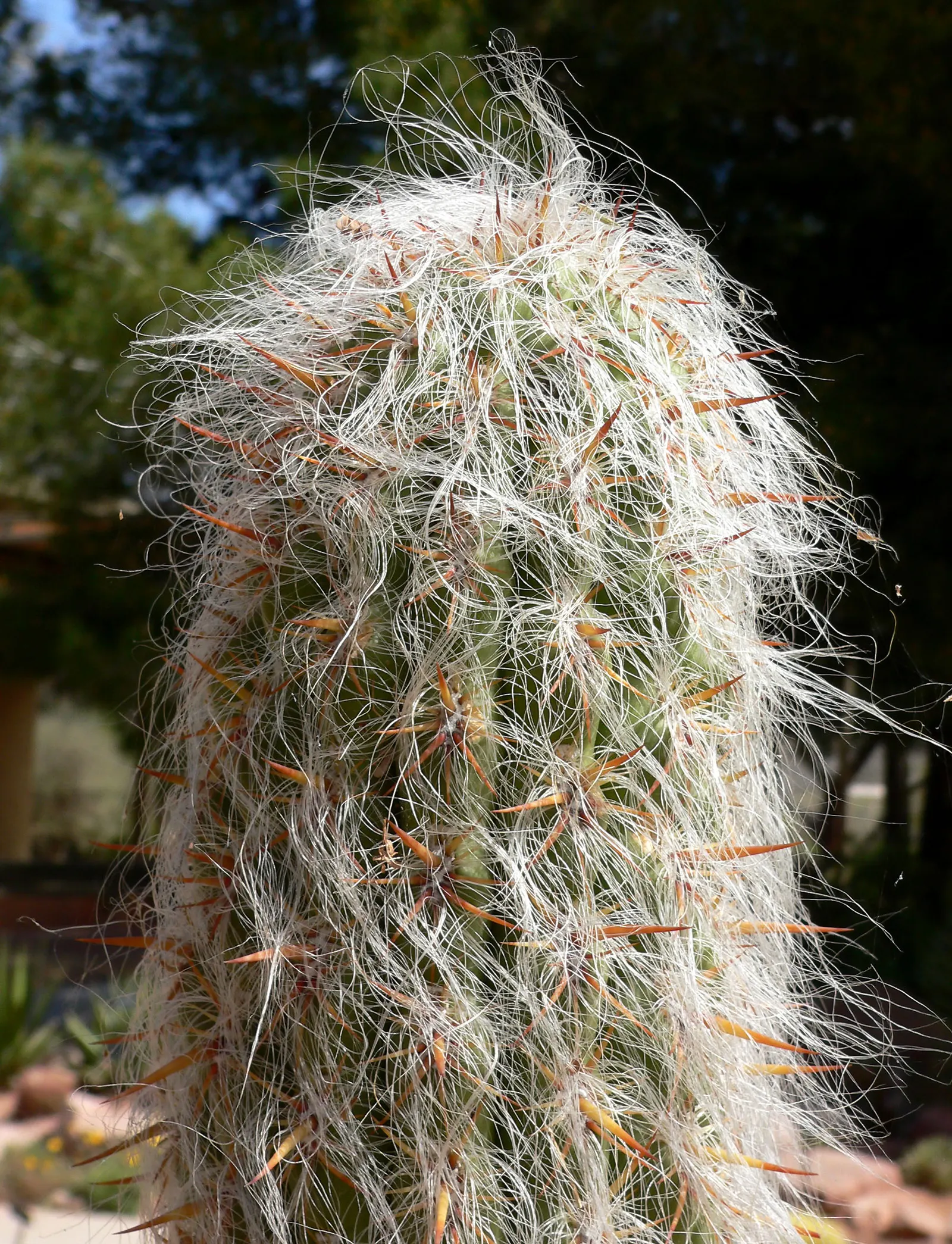 Old Man Of The Andes (Oreocereus Celsianus) — mature plants may produce red to purplish flowers near the crown; cactus for half