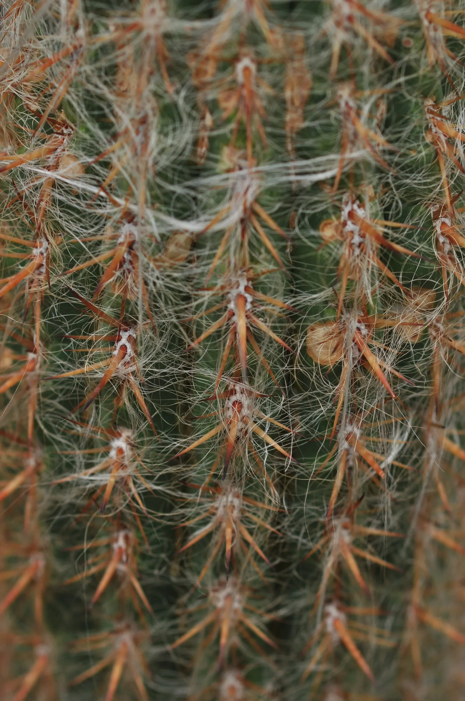Old Man Of The Andes (Oreocereus Celsianus) — the Old Man of the Andes is an impressive; remember to handle with care, as the spines, though beautiful, can be