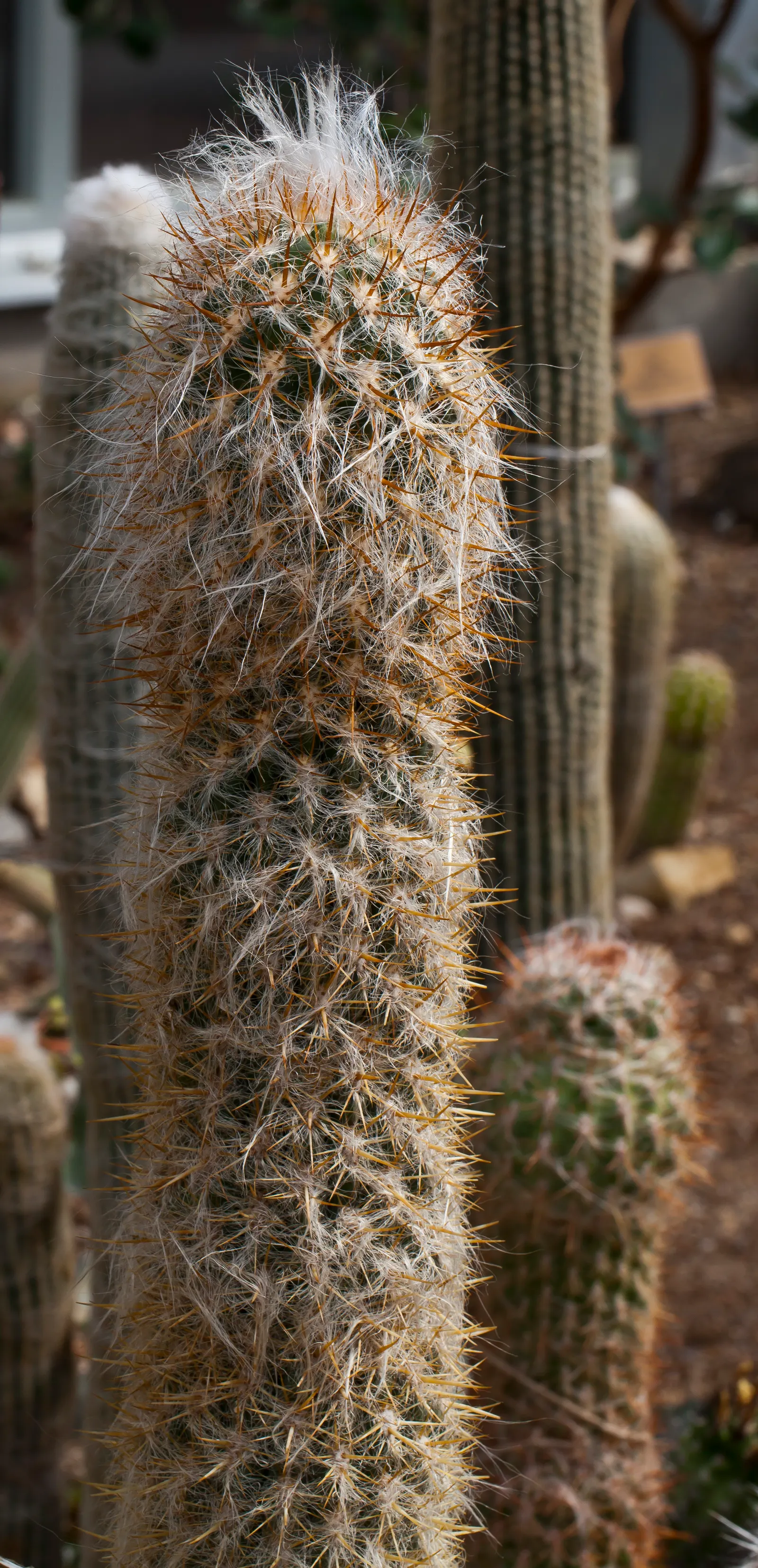 Old Man Of The Andes (Oreocereus Celsianus) — making it suitable for USDA zones 7b to 11; these vertical ribs are adorned with areoles from which emerge dense