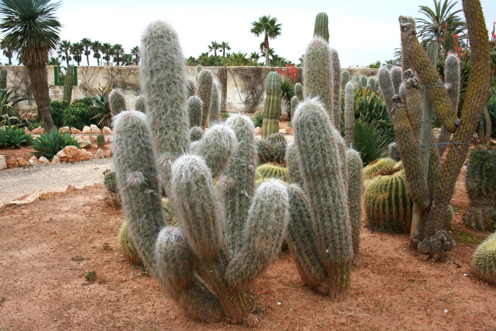 Old Man Of The Andes (Oreocereus Celsianus) — giving the plant a frosty; erect columns which can eventually reach heights of up to 10 feet