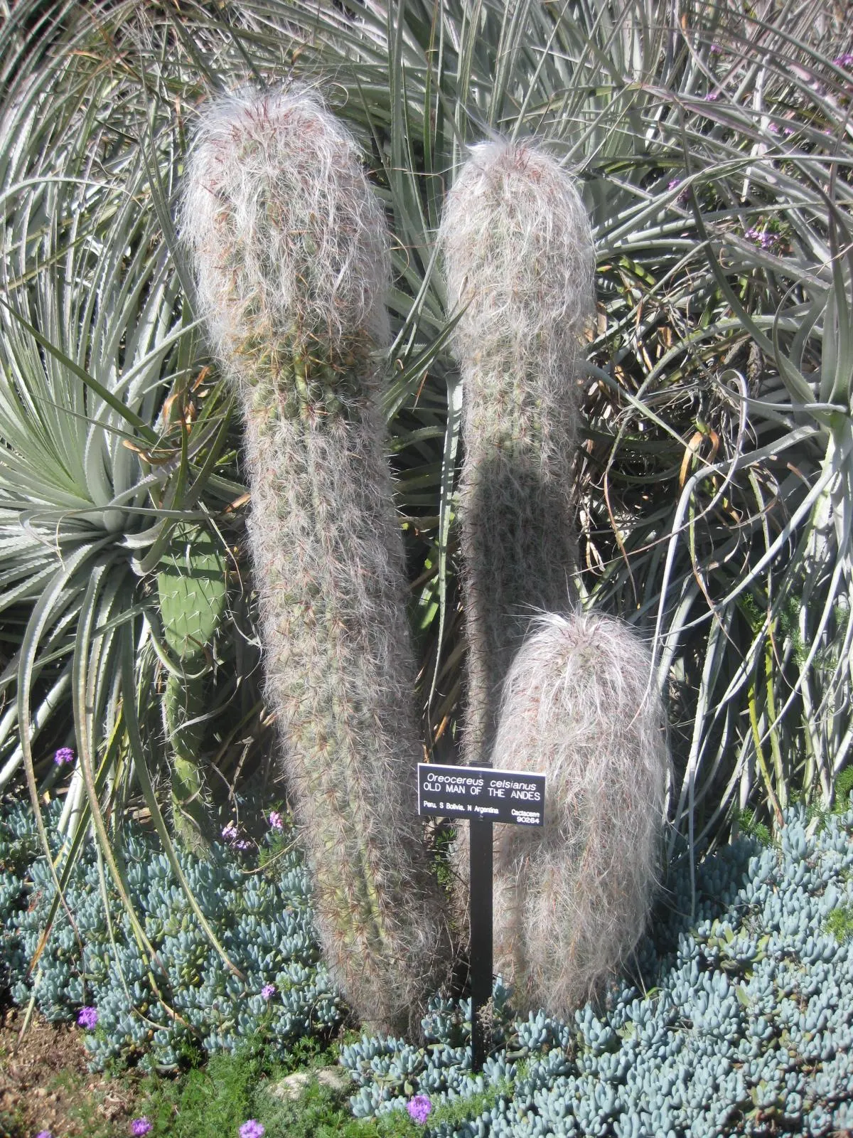 Old Man Of The Andes (Oreocereus Celsianus) — it is characterized by its slow-growing; as a striking specimen for arid landscapes