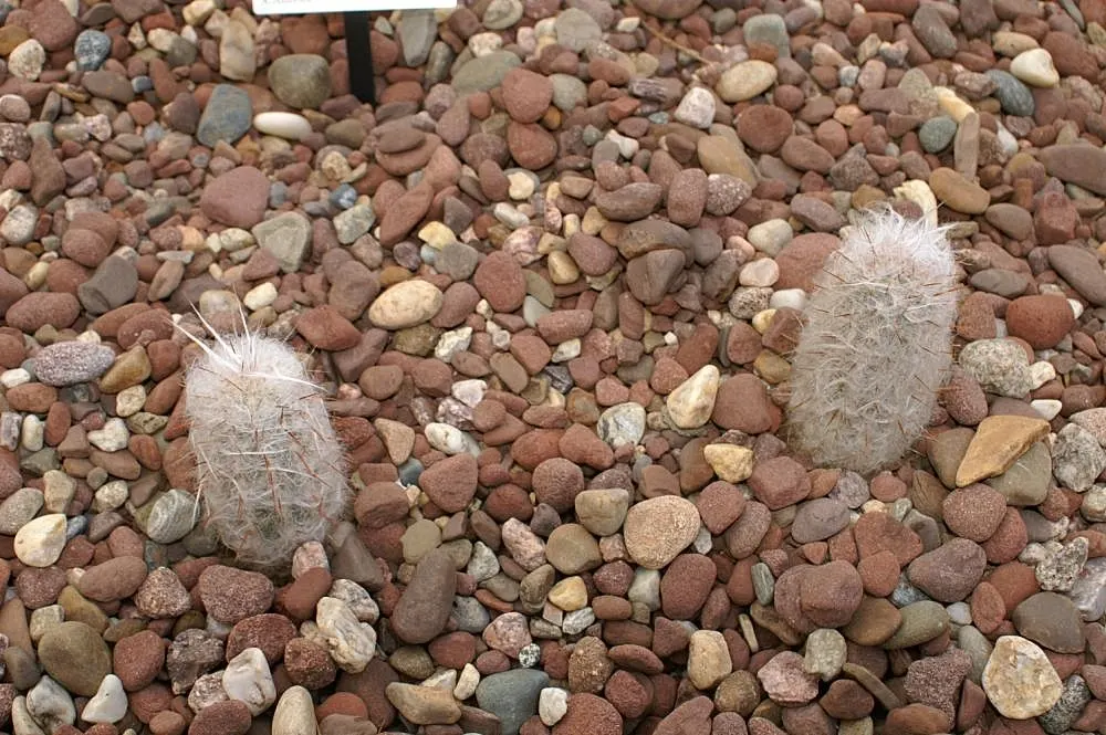 Old Man Of The Andes (Oreocereus Celsianus) — it is characterized by its slow-growing