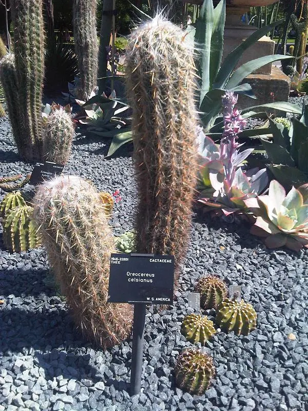 Old Man Of The Andes (Oreocereus Celsianus) — The Old Man of the Andes is hardy down to approximately 20 degrees Fahrenheit; drought-tolerant, it requires