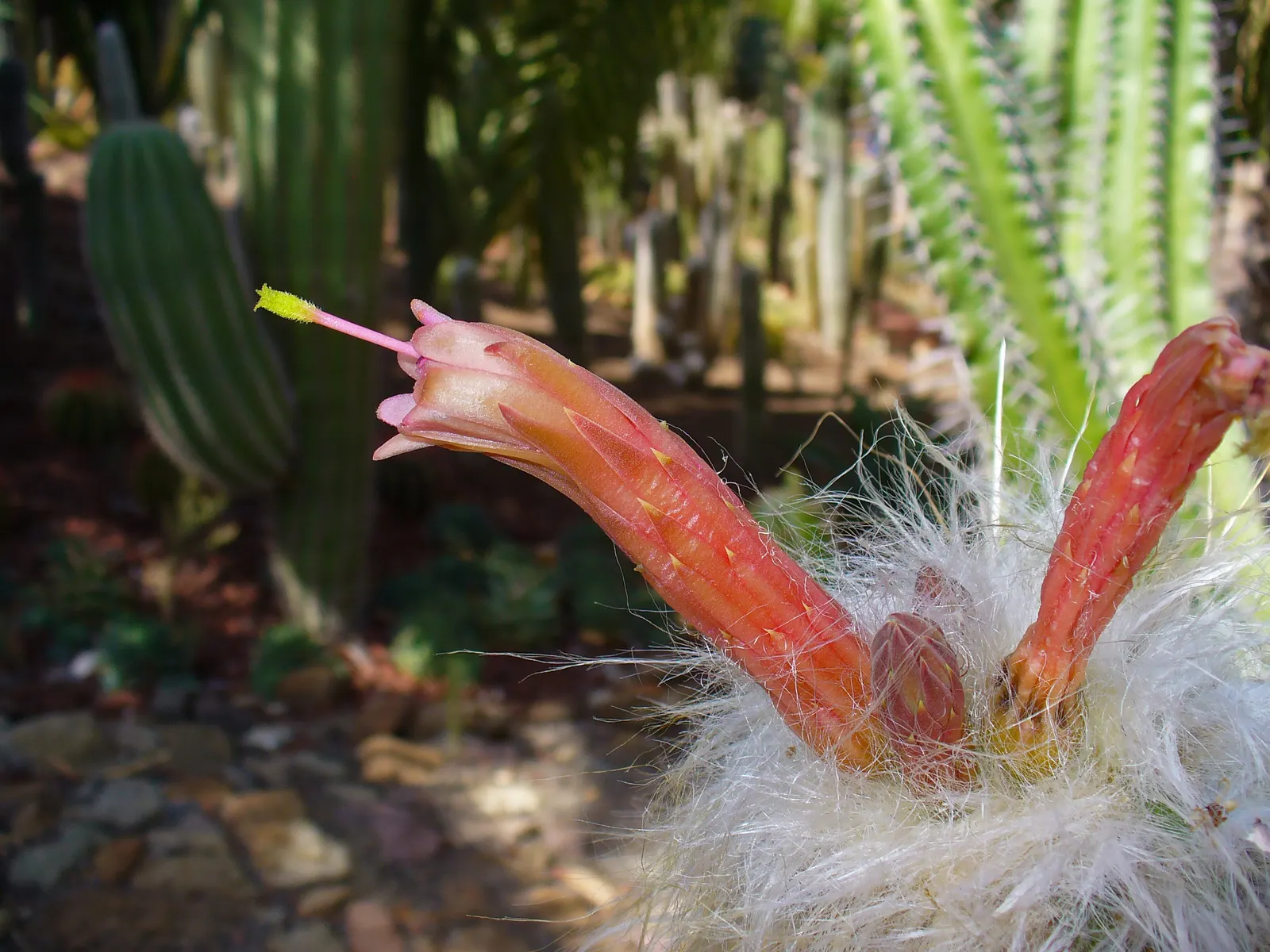 Old Man Of The Andes (Oreocereus Celsianus) — It features dense, white hair-like spines, providing a frosty appearance; with a diameter ranging from 4 to 6