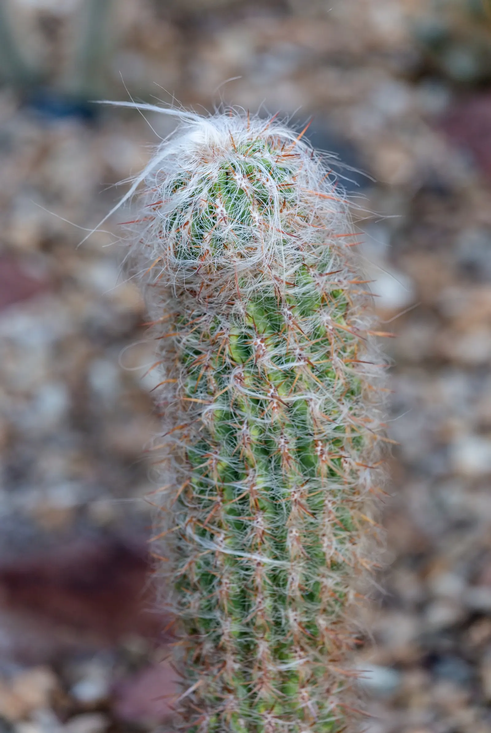 Old Man Of The Andes (Oreocereus Celsianus) — As a striking specimen for arid landscapes